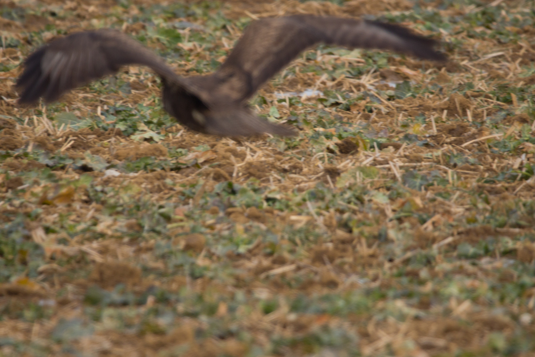 150-600mm F5-6.3 DG OS HSM | Contemporary 015 sample photo. Autofocusfriend photography
