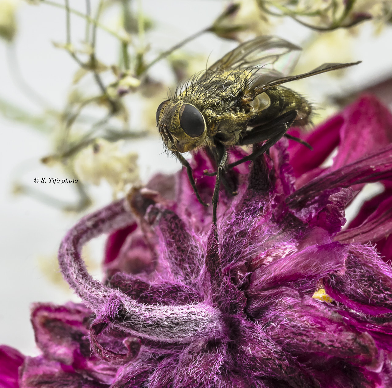 Sigma 105mm F2.8 EX DG OS HSM sample photo. Fly on old flower ... photography