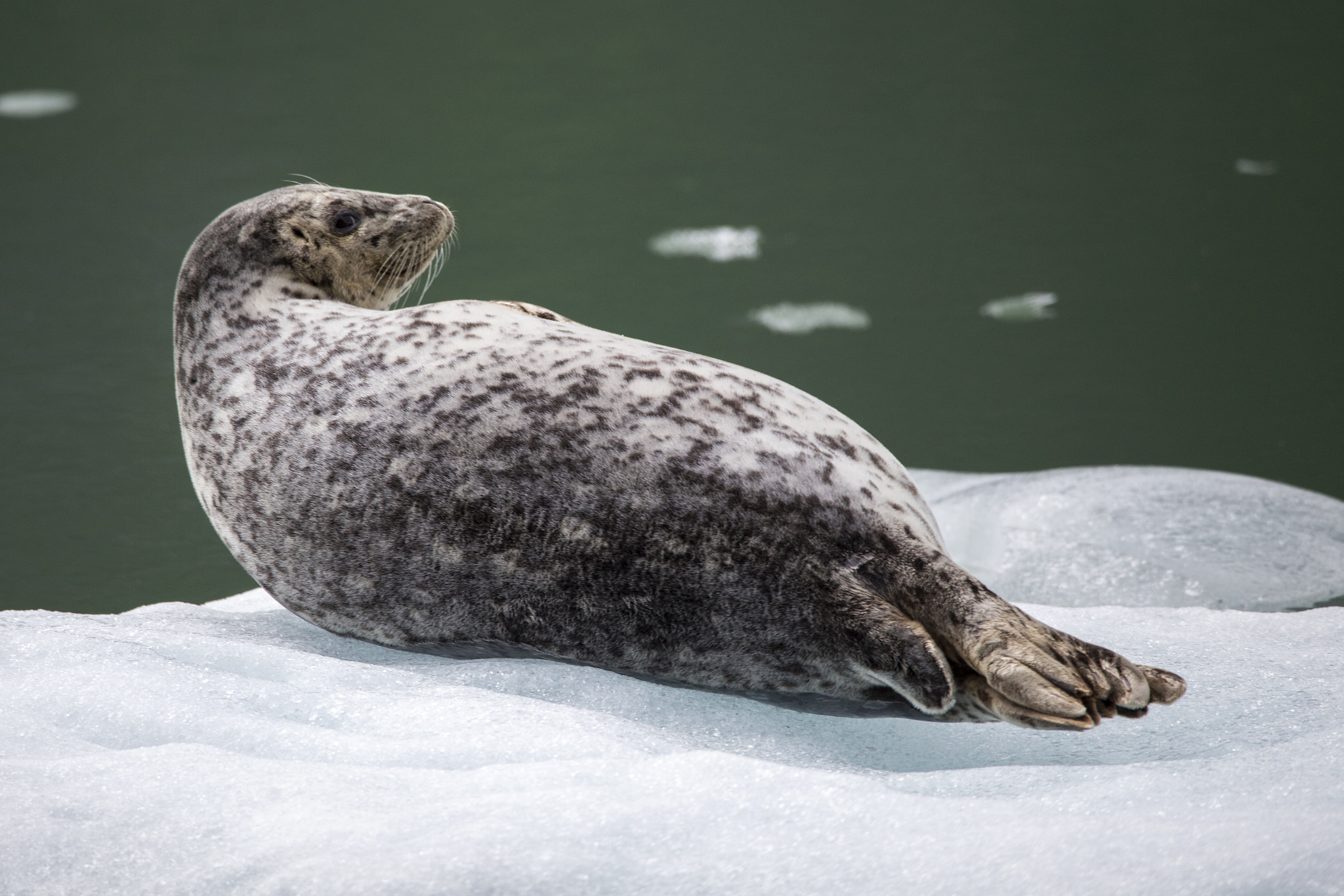 150-600mm F5-6.3 DG OS HSM | Contemporary 015 sample photo. Nap time photography