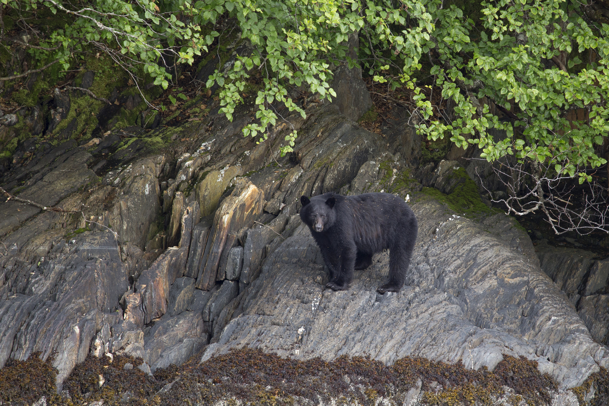 150-600mm F5-6.3 DG OS HSM | Contemporary 015 sample photo. A watchful eye photography