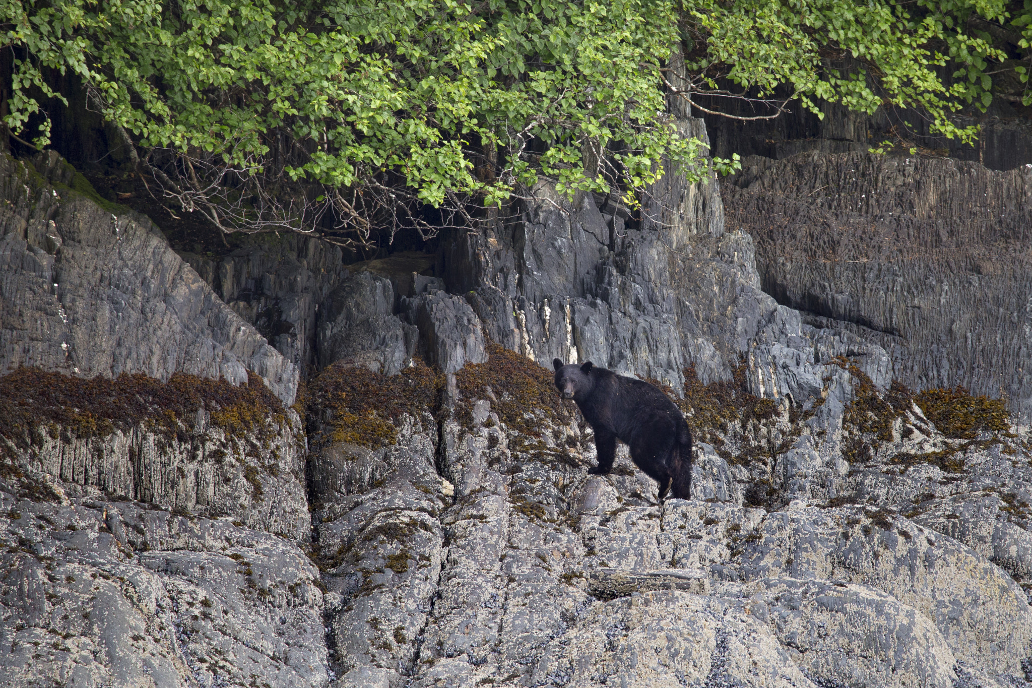 150-600mm F5-6.3 DG OS HSM | Contemporary 015 sample photo. Black bear photography