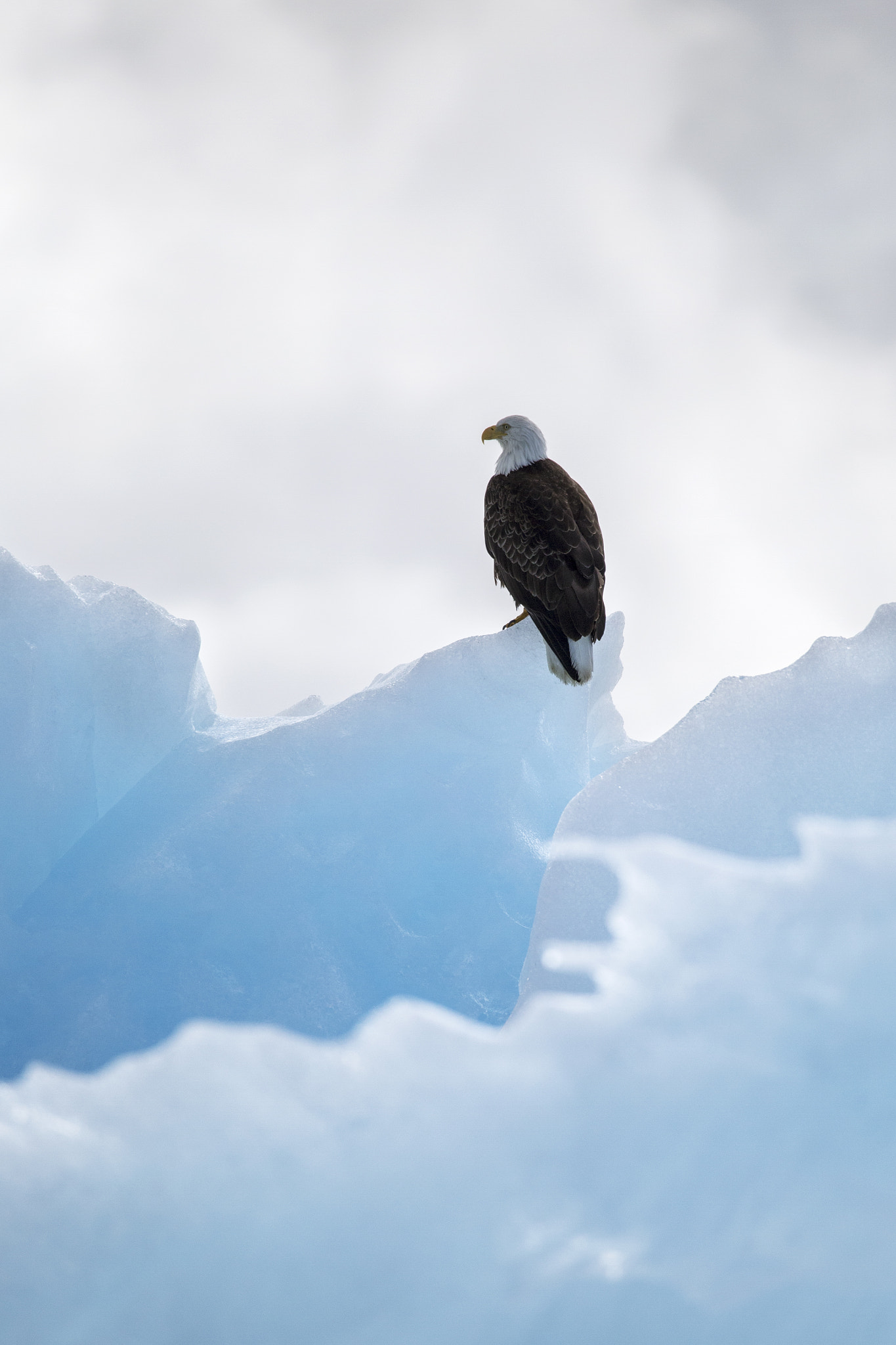 Canon EOS 6D sample photo. Eagle and ice photography