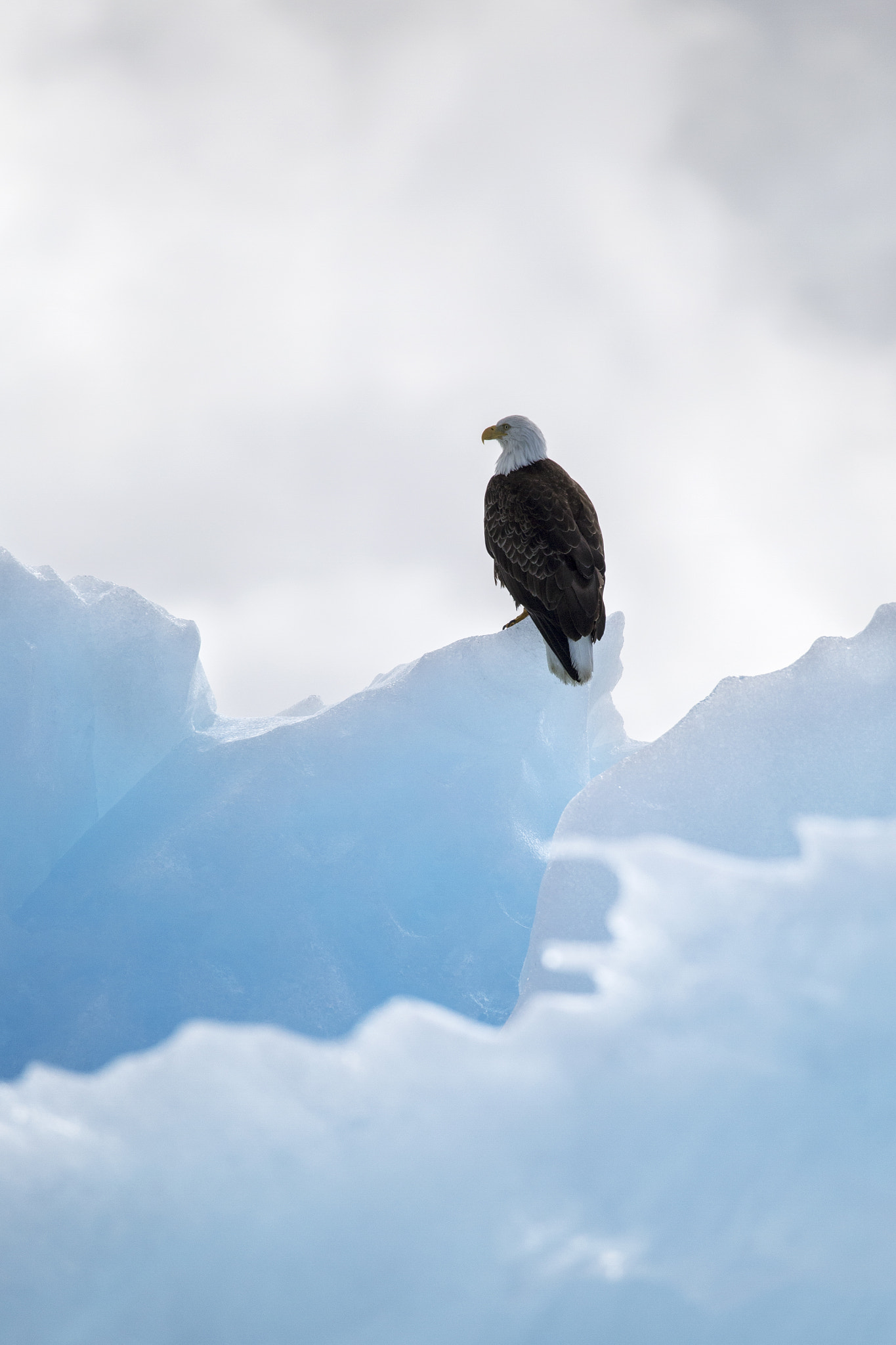 150-600mm F5-6.3 DG OS HSM | Contemporary 015 sample photo. Eagle and ice photography