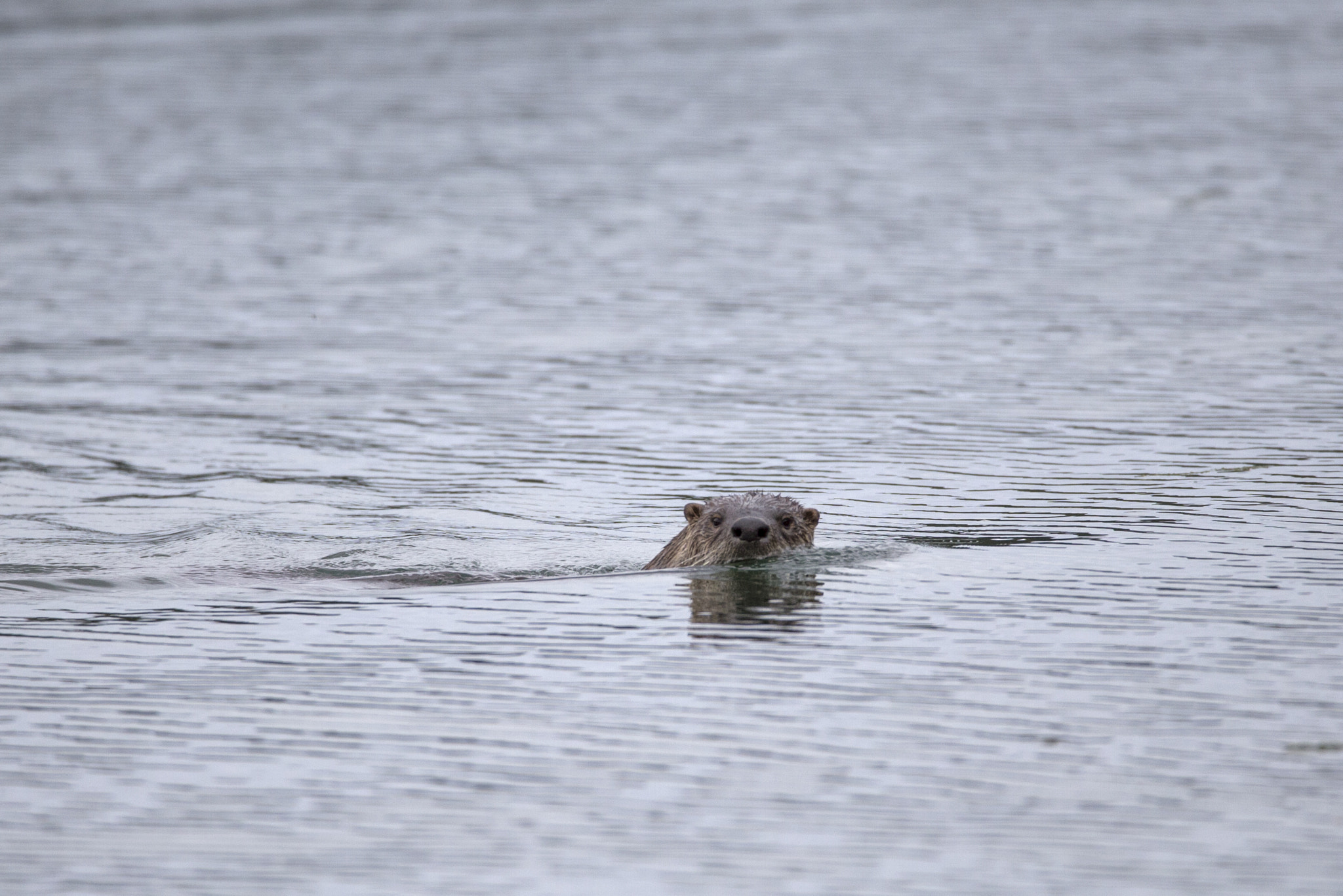 150-600mm F5-6.3 DG OS HSM | Contemporary 015 sample photo. Otter photography