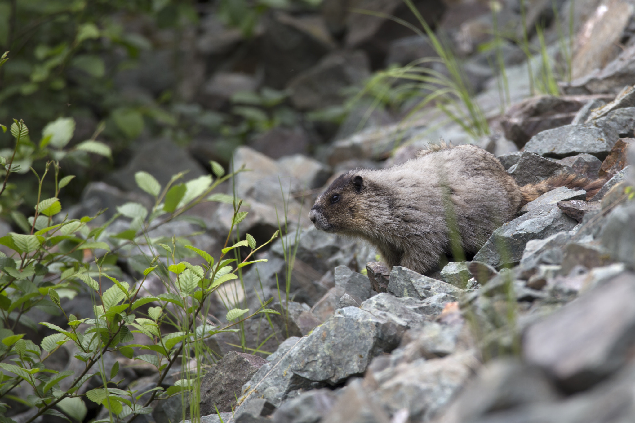 150-600mm F5-6.3 DG OS HSM | Contemporary 015 sample photo. Marmot watch photography