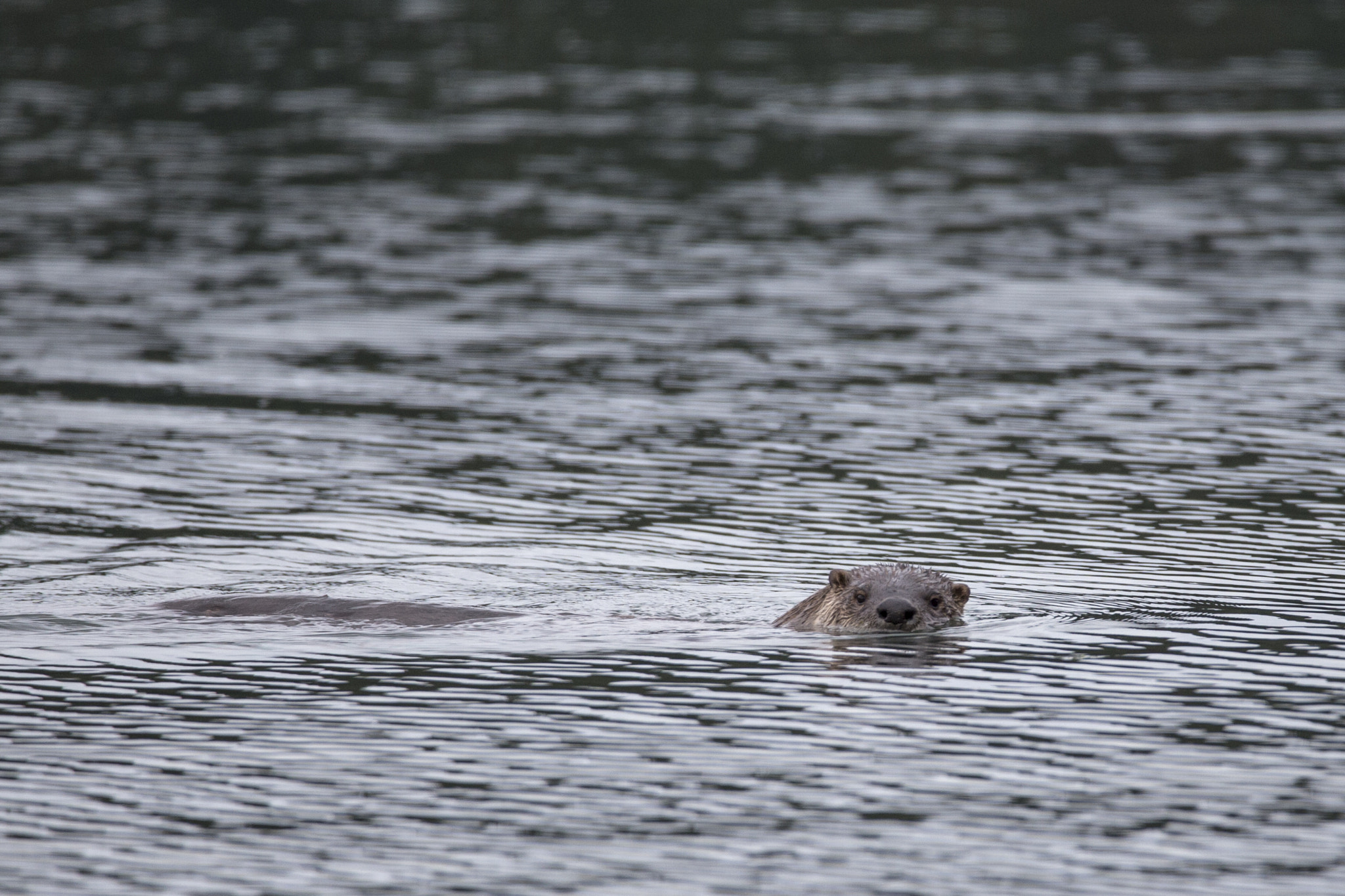 150-600mm F5-6.3 DG OS HSM | Contemporary 015 sample photo. Otter photography