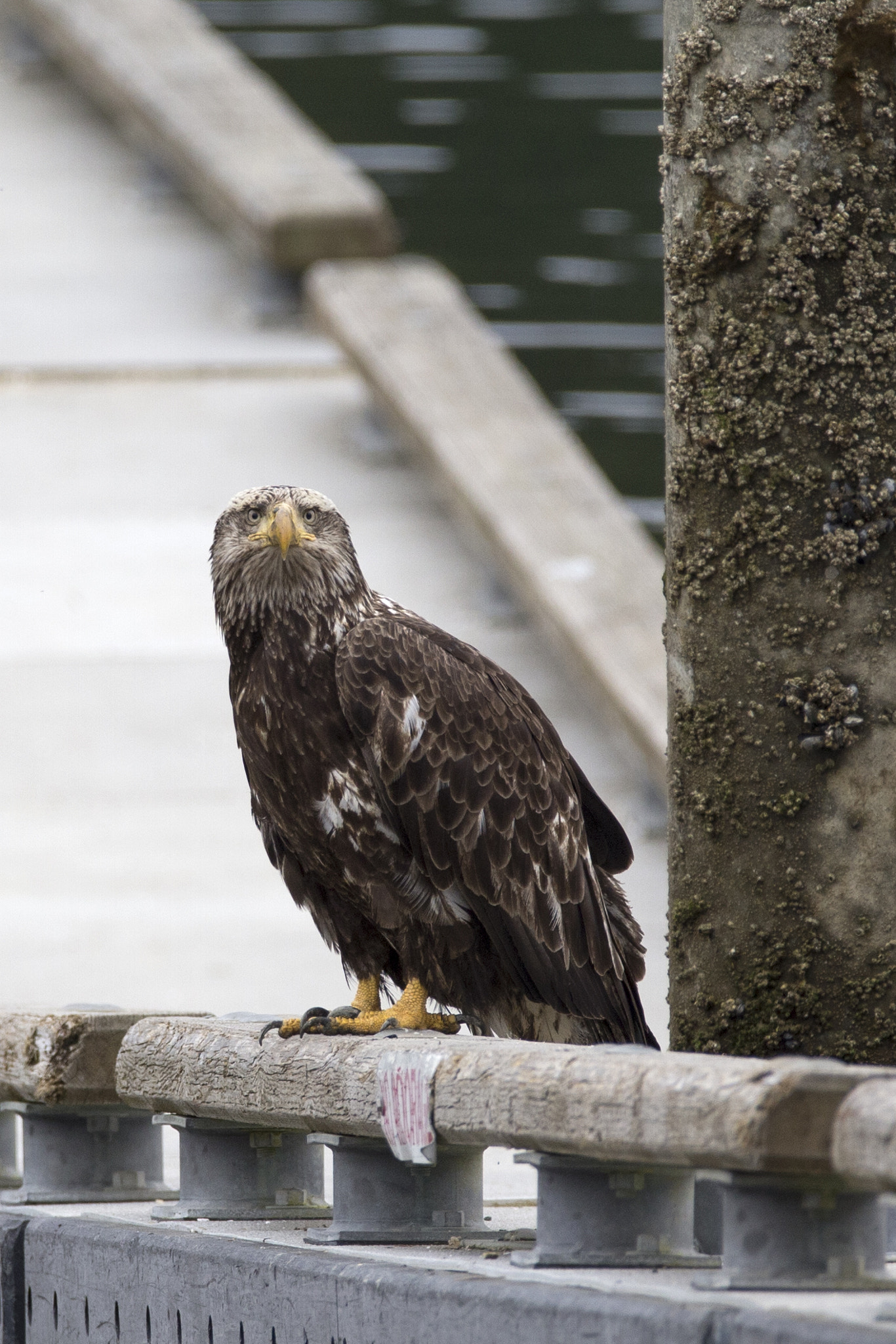 150-600mm F5-6.3 DG OS HSM | Contemporary 015 sample photo. Stare off photography