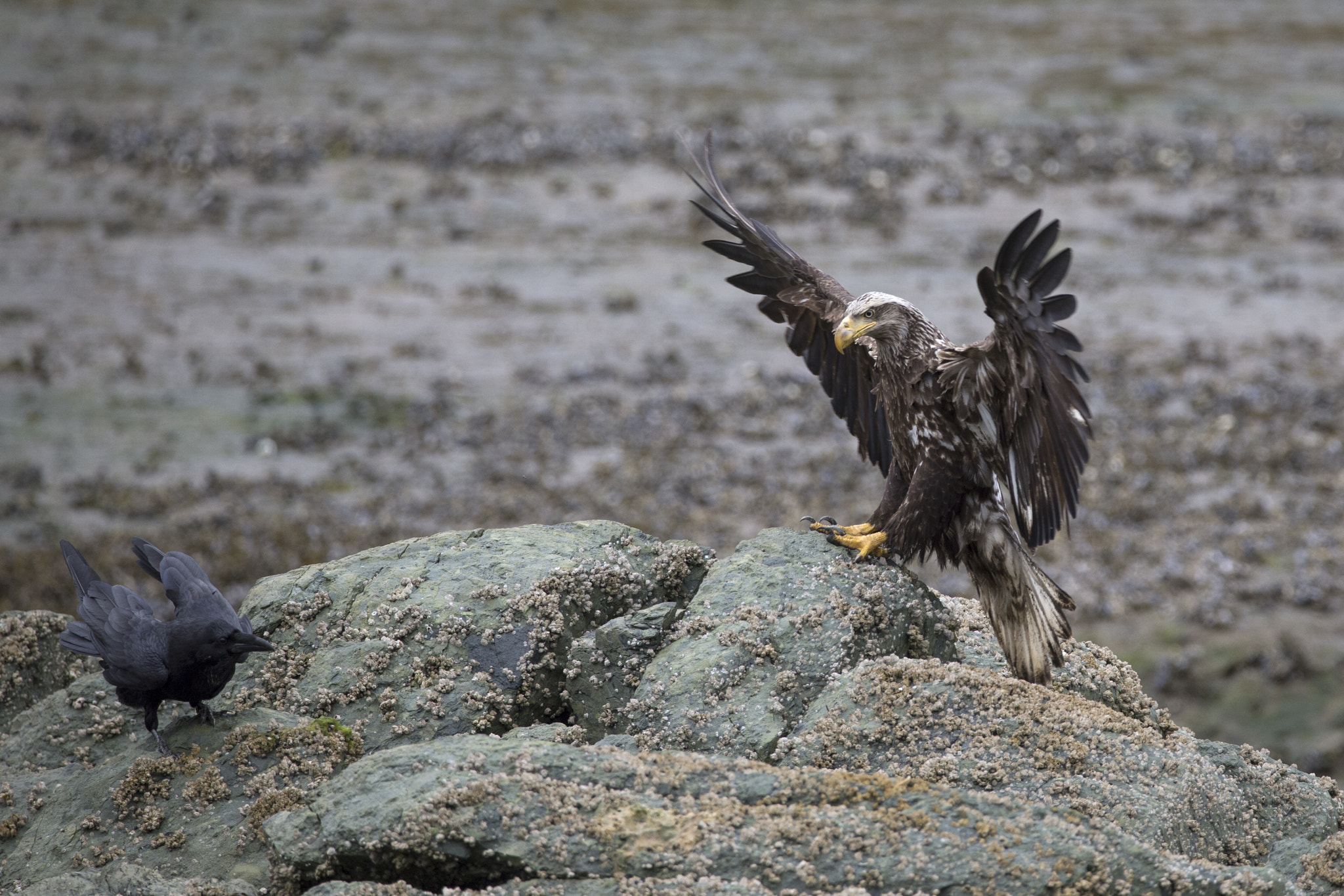 150-600mm F5-6.3 DG OS HSM | Contemporary 015 sample photo. The landing photography