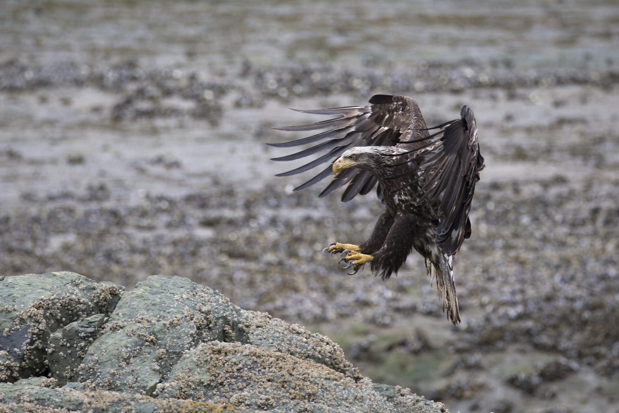 150-600mm F5-6.3 DG OS HSM | Contemporary 015 sample photo. The approach photography