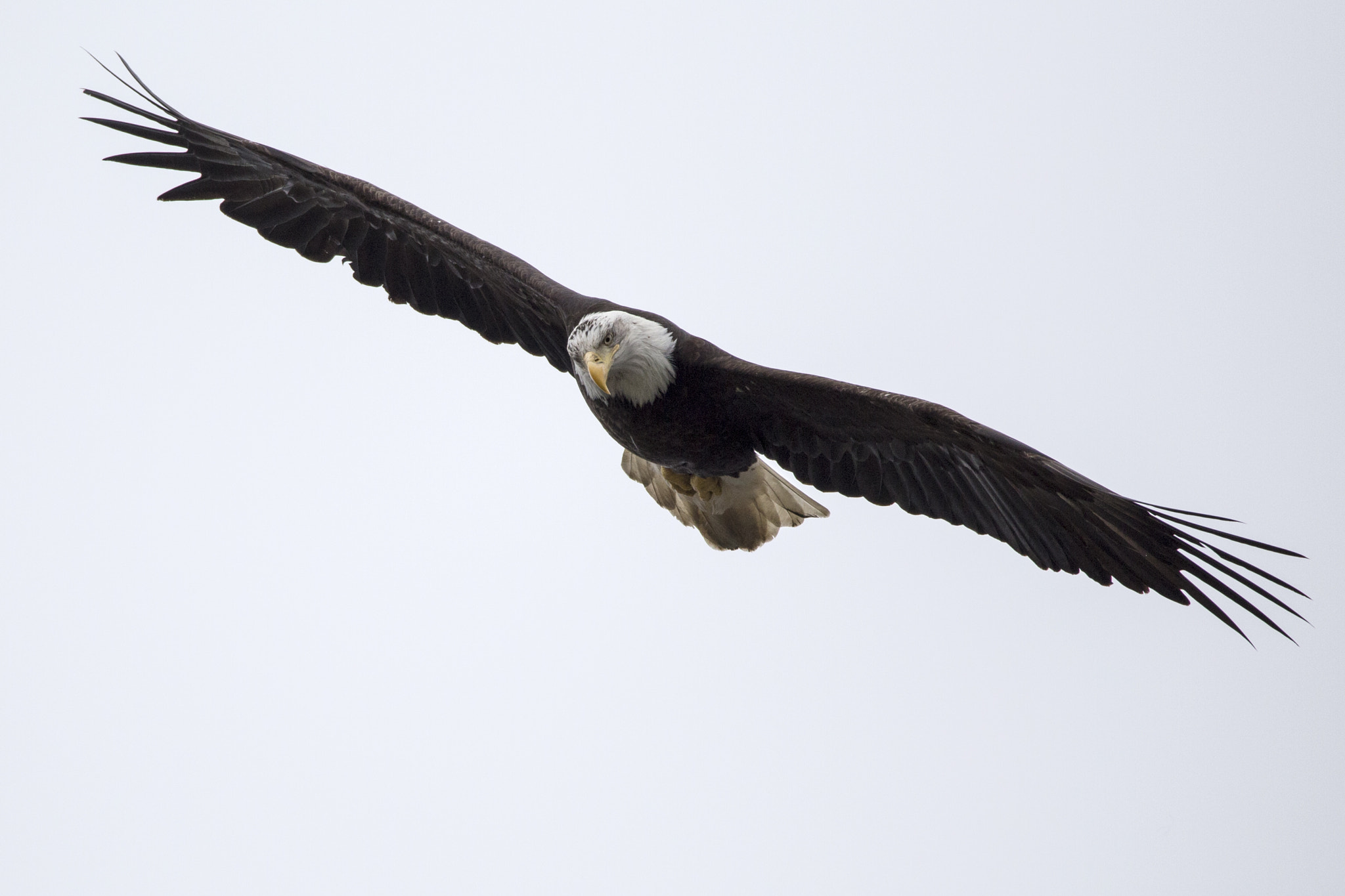 150-600mm F5-6.3 DG OS HSM | Contemporary 015 sample photo. Soaring above photography