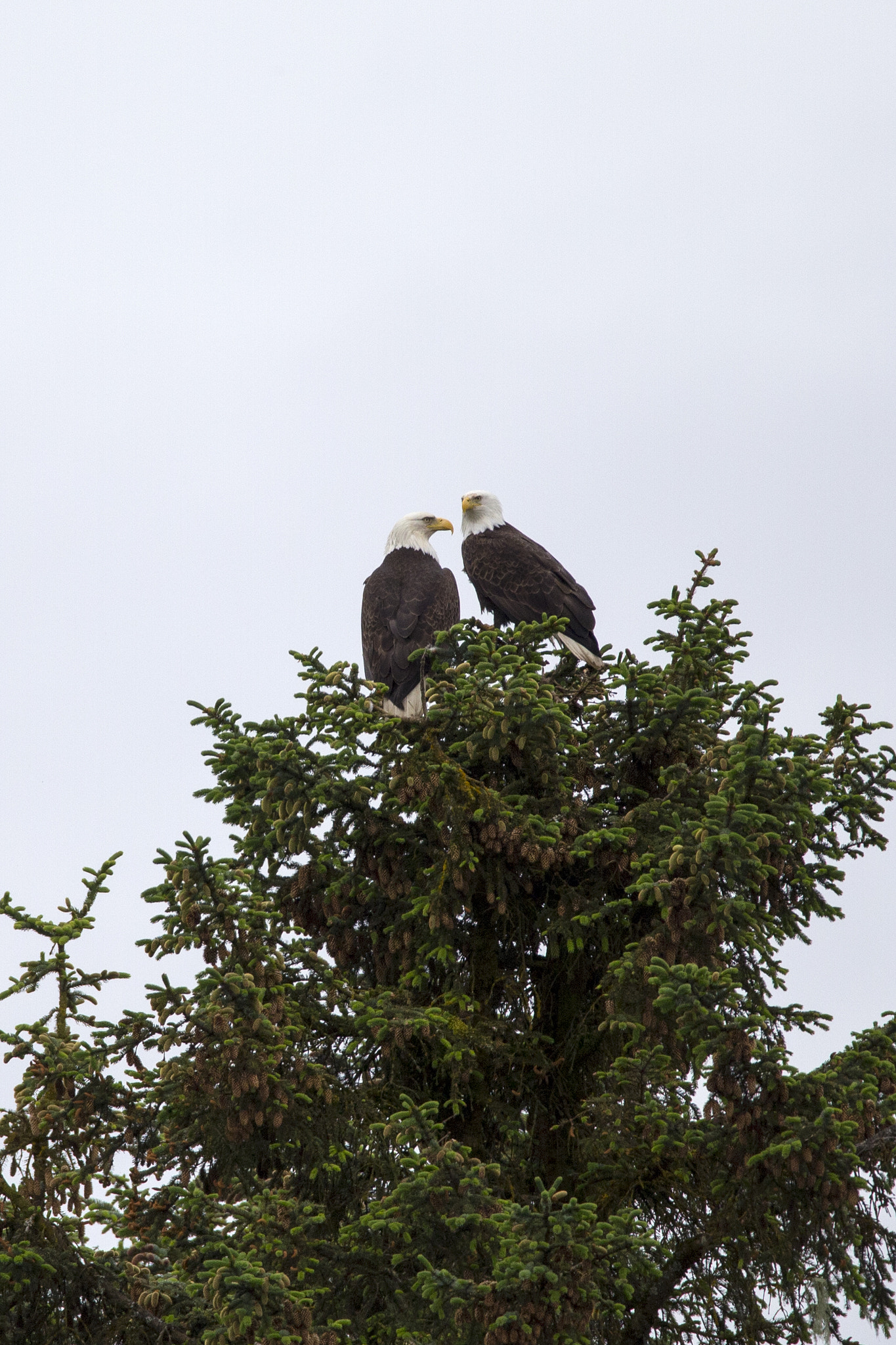 150-600mm F5-6.3 DG OS HSM | Contemporary 015 sample photo. Love birds photography