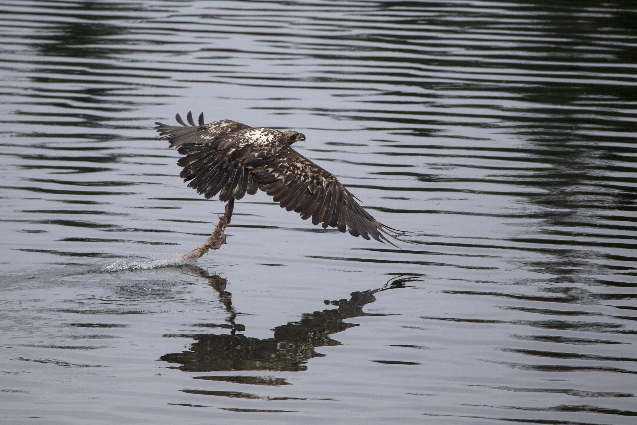 150-600mm F5-6.3 DG OS HSM | Contemporary 015 sample photo. Juvie eagle photography