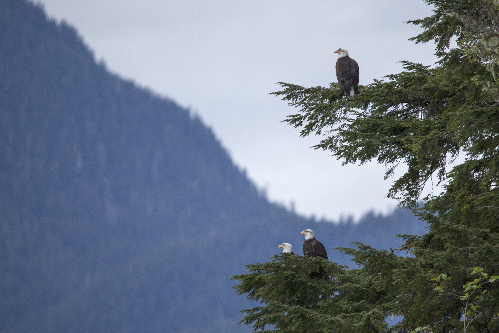 150-600mm F5-6.3 DG OS HSM | Contemporary 015 sample photo. Bird of a feather photography
