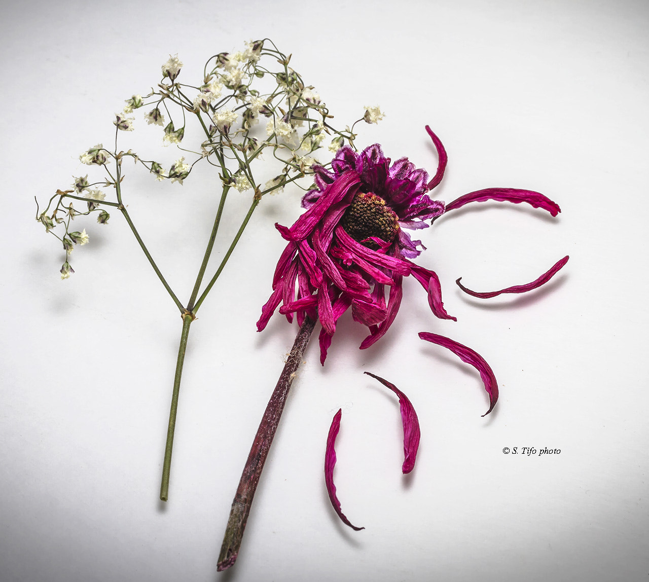 Canon EF-S 60mm F2.8 Macro USM sample photo. Composition with flowers .. photography