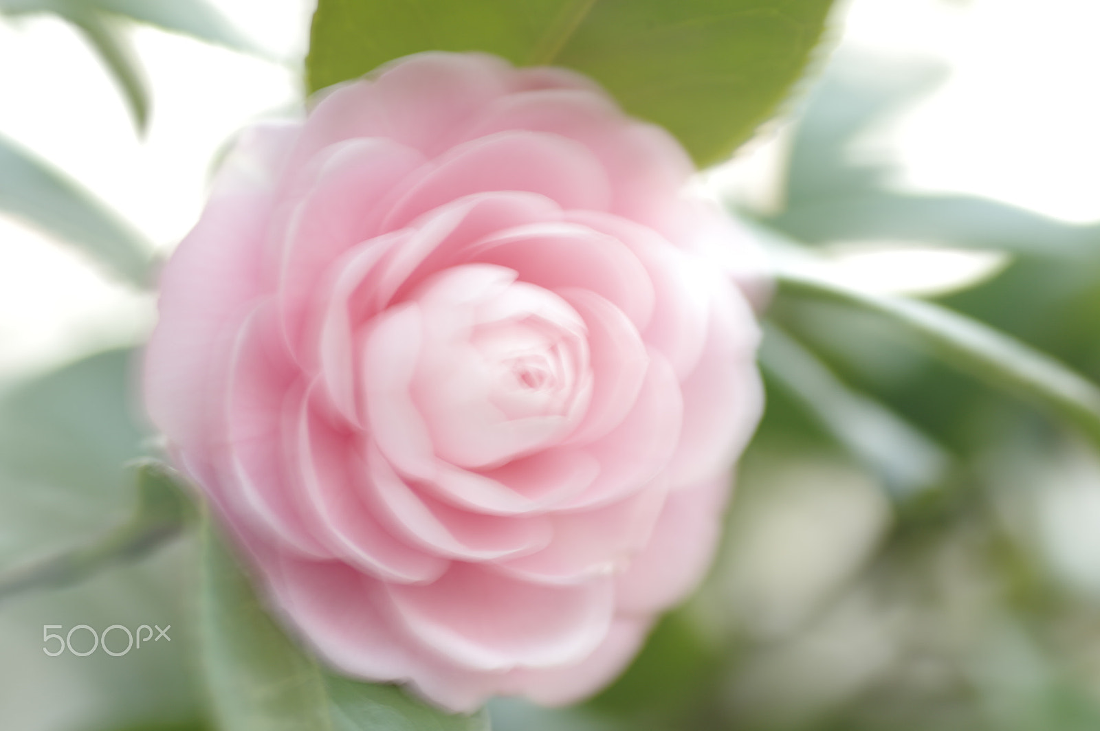 Tamron SP AF 90mm F2.8 Di Macro sample photo. Softly photography
