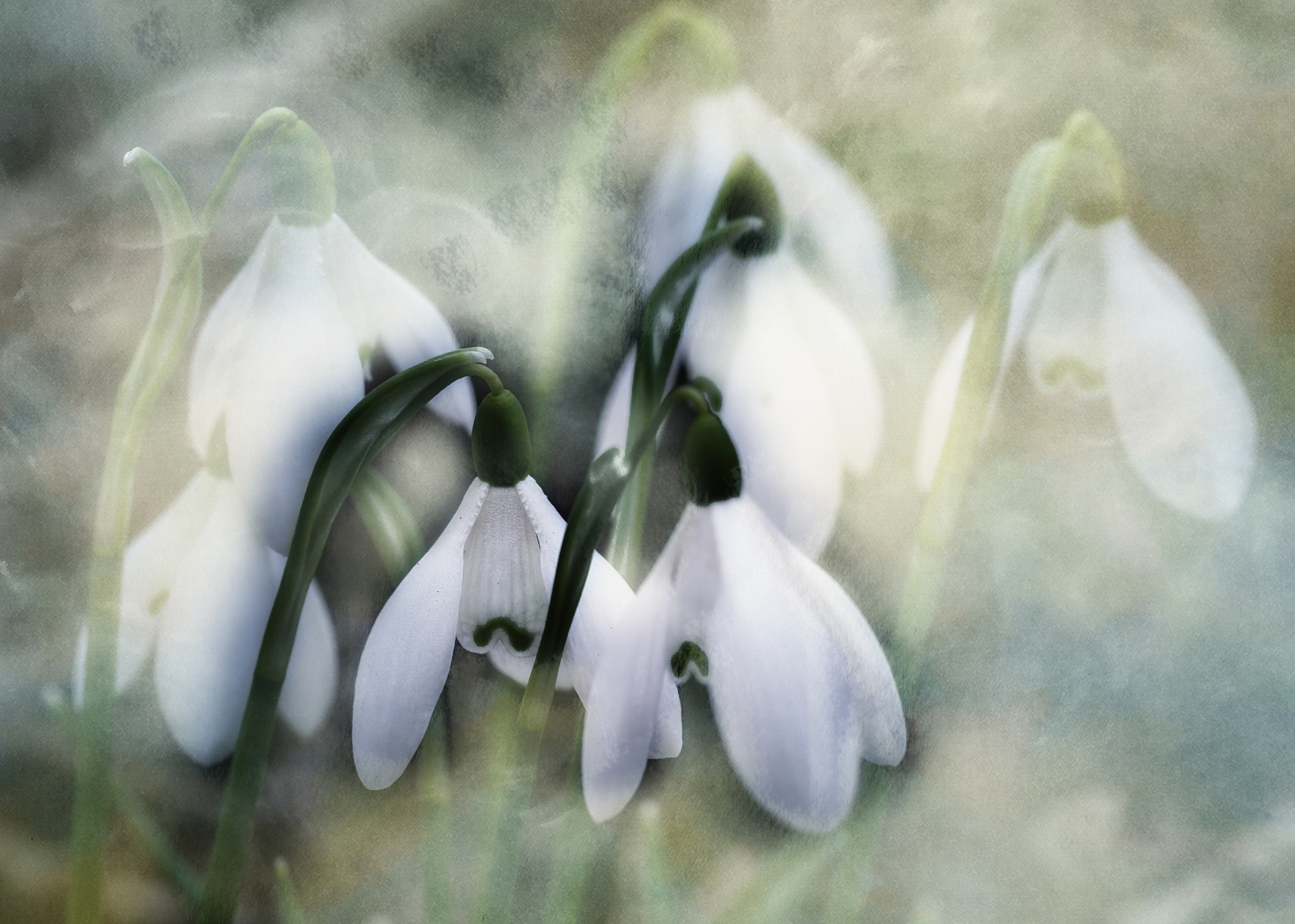 Nikon AF-S Micro-Nikkor 105mm F2.8G IF-ED VR sample photo. Spring messengers photography