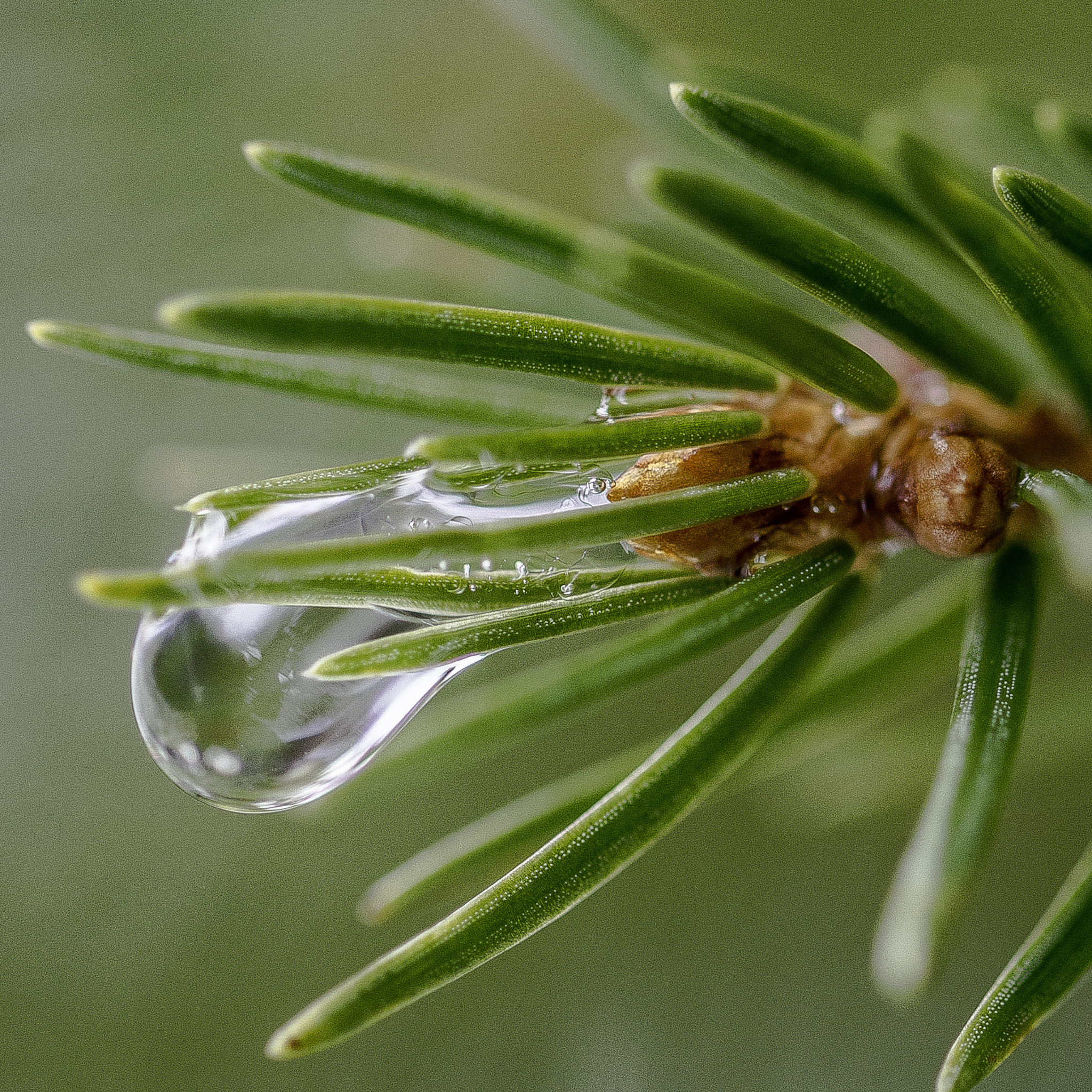 Sigma 105mm F2.8 EX DG OS HSM sample photo. Macro gouttes pain sapin photography