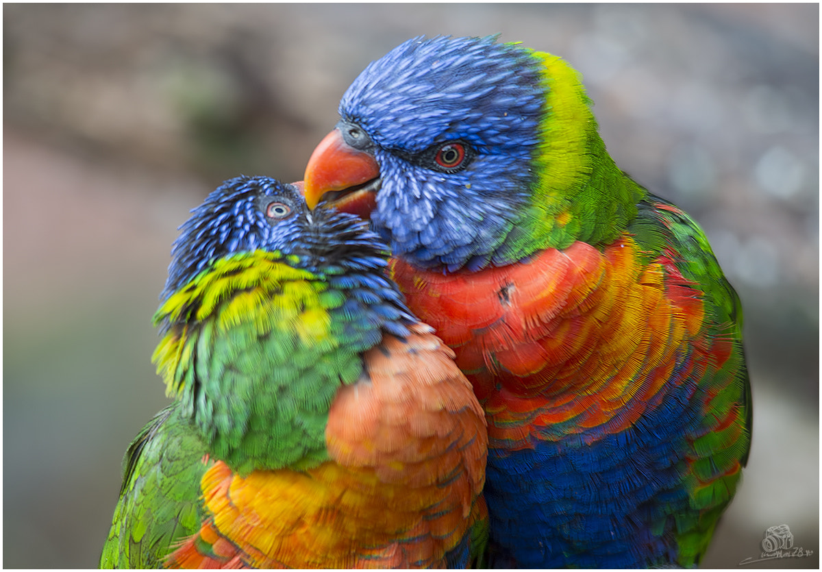 Sigma 150-500mm F5-6.3 DG OS HSM sample photo. In love photography