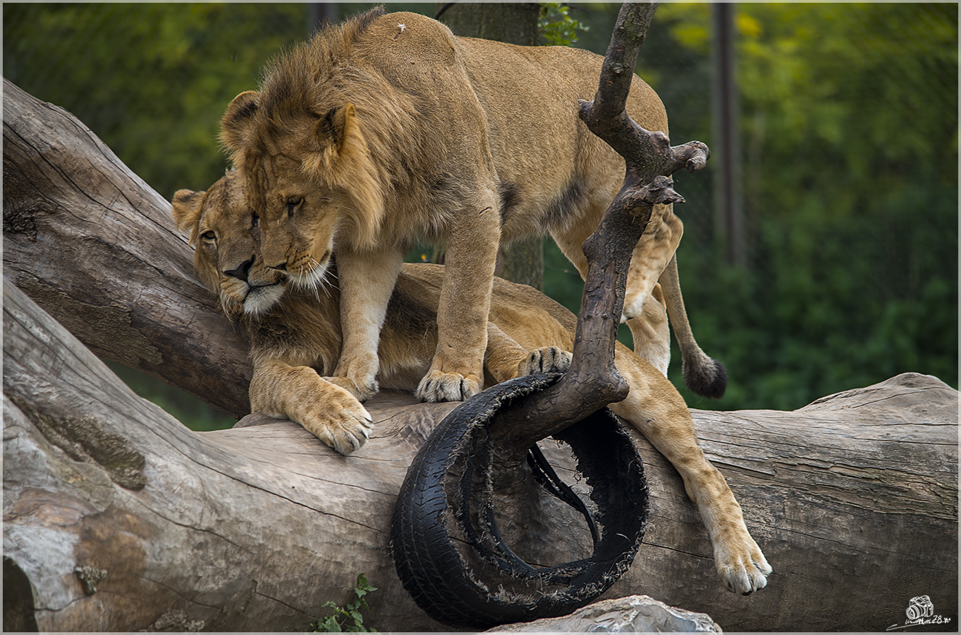 Sigma 150-500mm F5-6.3 DG OS HSM sample photo. Love photography