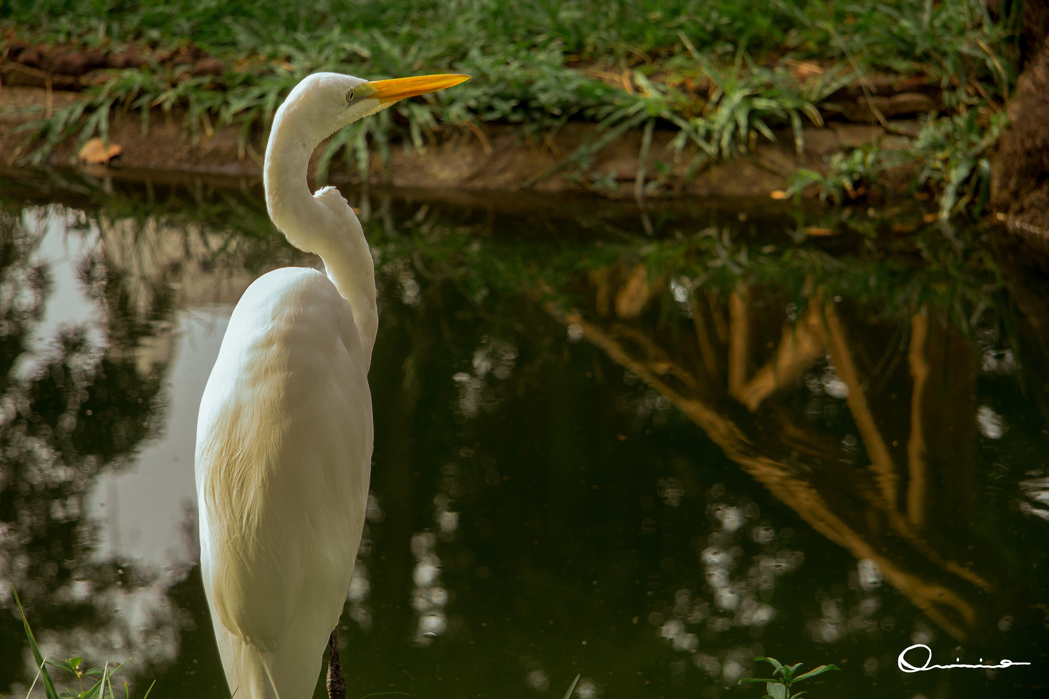 Canon EF-S 17-85mm F4-5.6 IS USM sample photo. Observatory heron photography