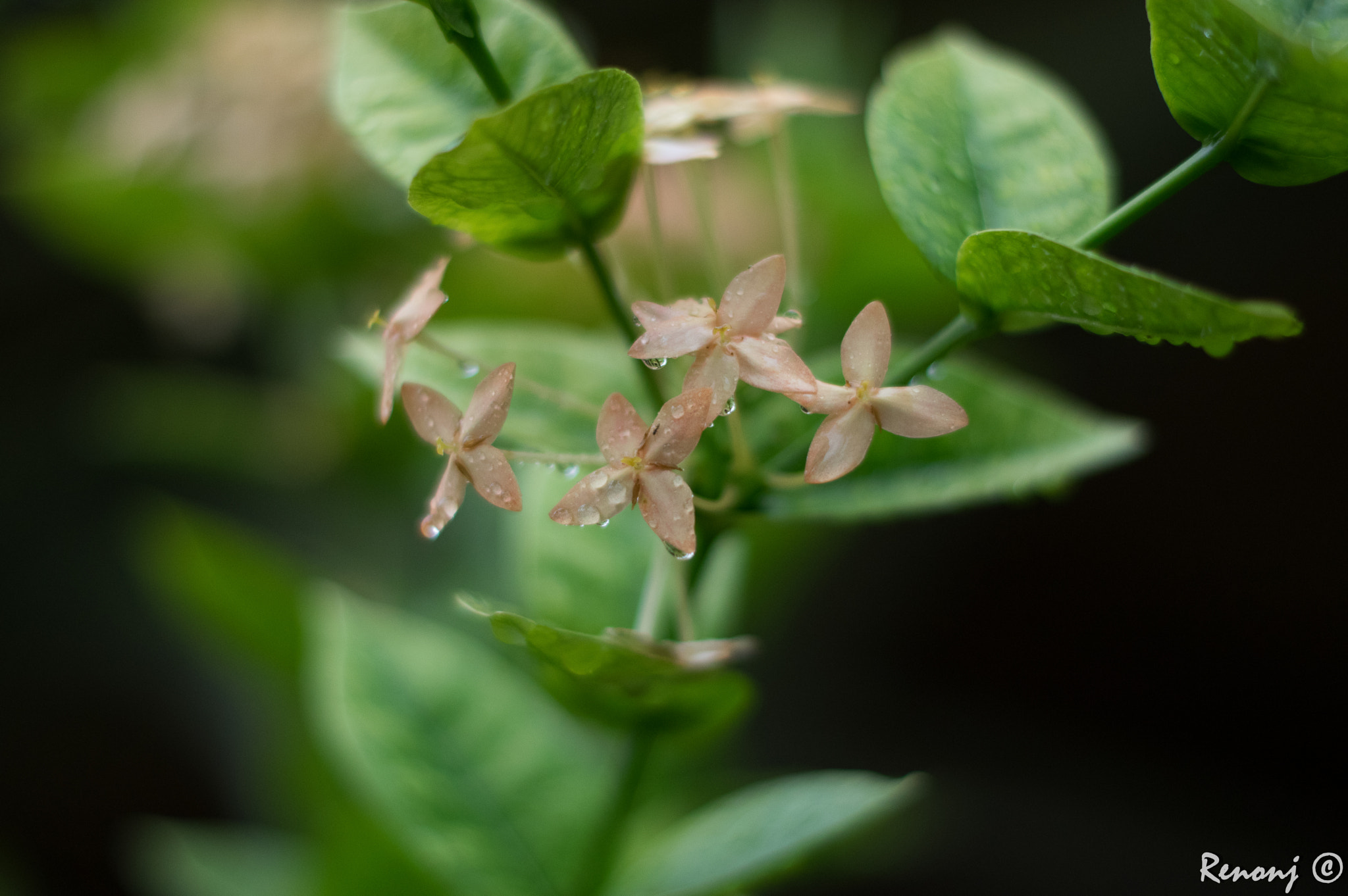 Pentax K-3 + Pentax smc DA 50mm F1.8 sample photo. Misty.... photography