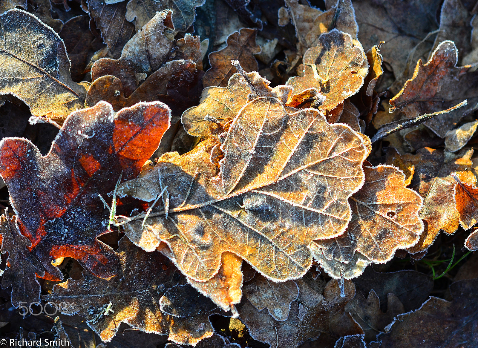 Sigma 105mm F2.8 EX DG OS HSM sample photo. Rime photography