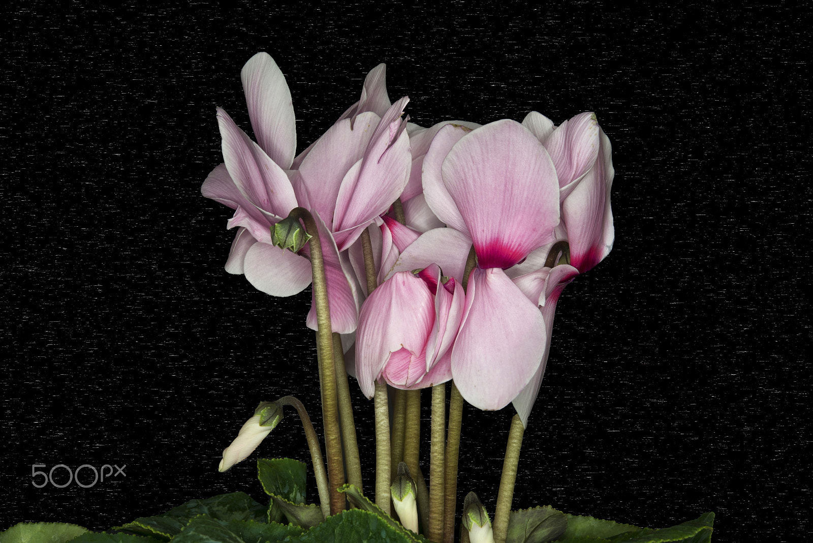 Nikon AF-S Micro-Nikkor 60mm F2.8G ED sample photo. Tavşan kulağı (cyclamen).. photography