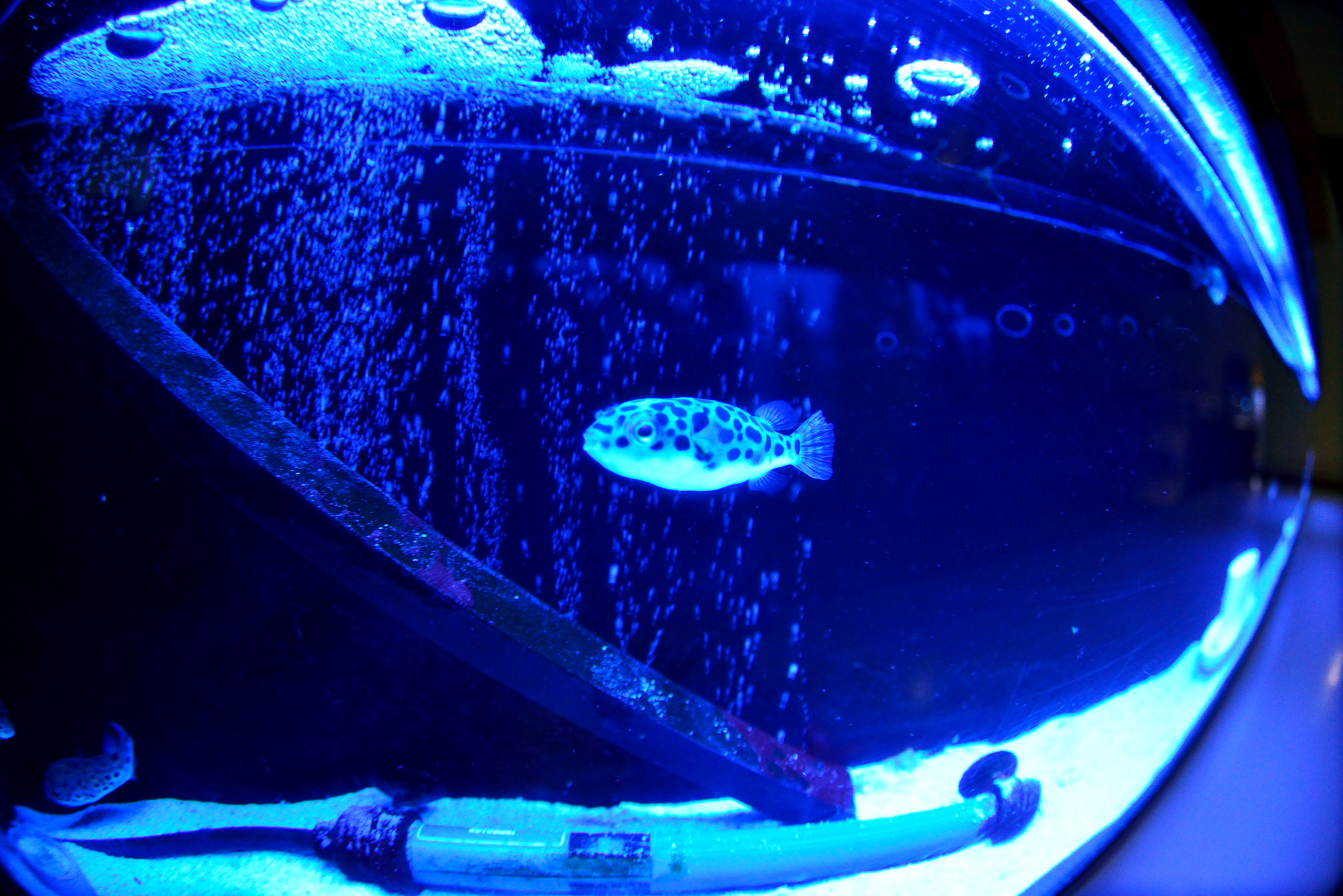 Nikon D610 + Tokina AT-X 10-17mm F3.5-4.5 DX Fisheye sample photo. Pretty fish photography