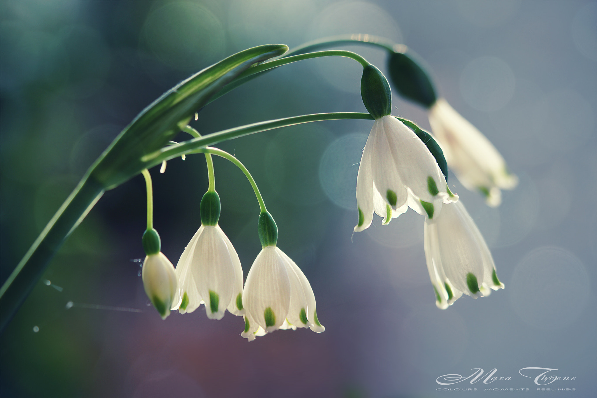 90mm F2.8 Macro G OSS sample photo. Snowflake flower photography