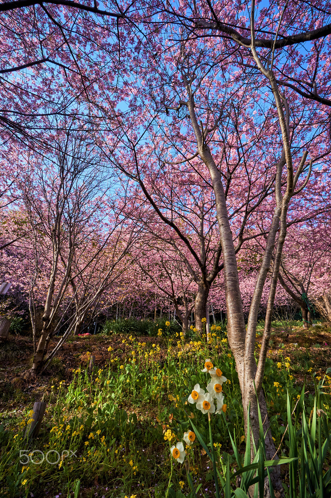 Sony a6000 sample photo. 日本の春　河津さくら photography