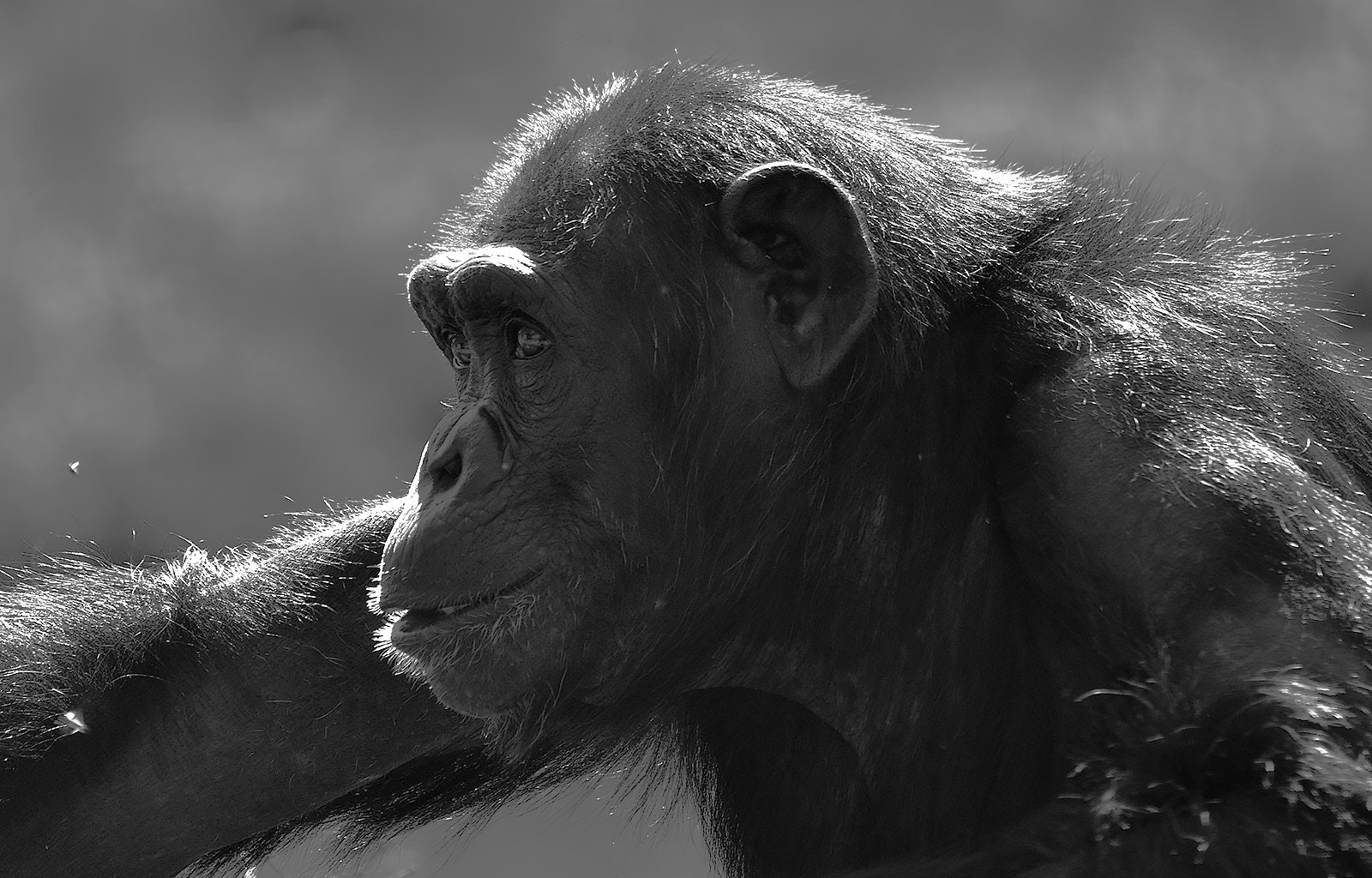 Sigma 150-500mm F5-6.3 DG OS HSM sample photo. Chimp - bw photography