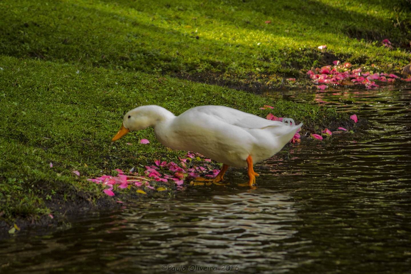 Canon EF-S 55-250mm F4-5.6 IS sample photo. Branquinho photography