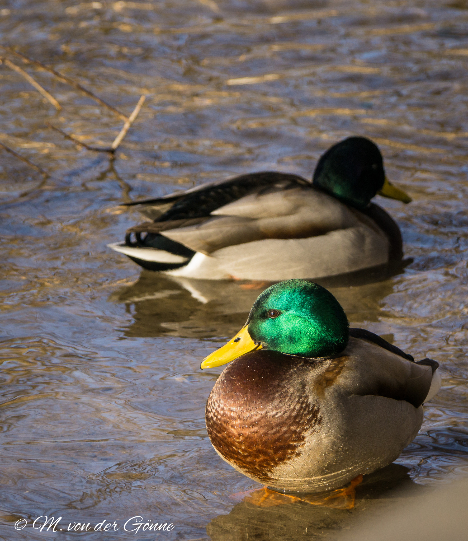 Sony a6000 + Sony 70-400mm F4-5.6 G SSM sample photo. Stockenten photography