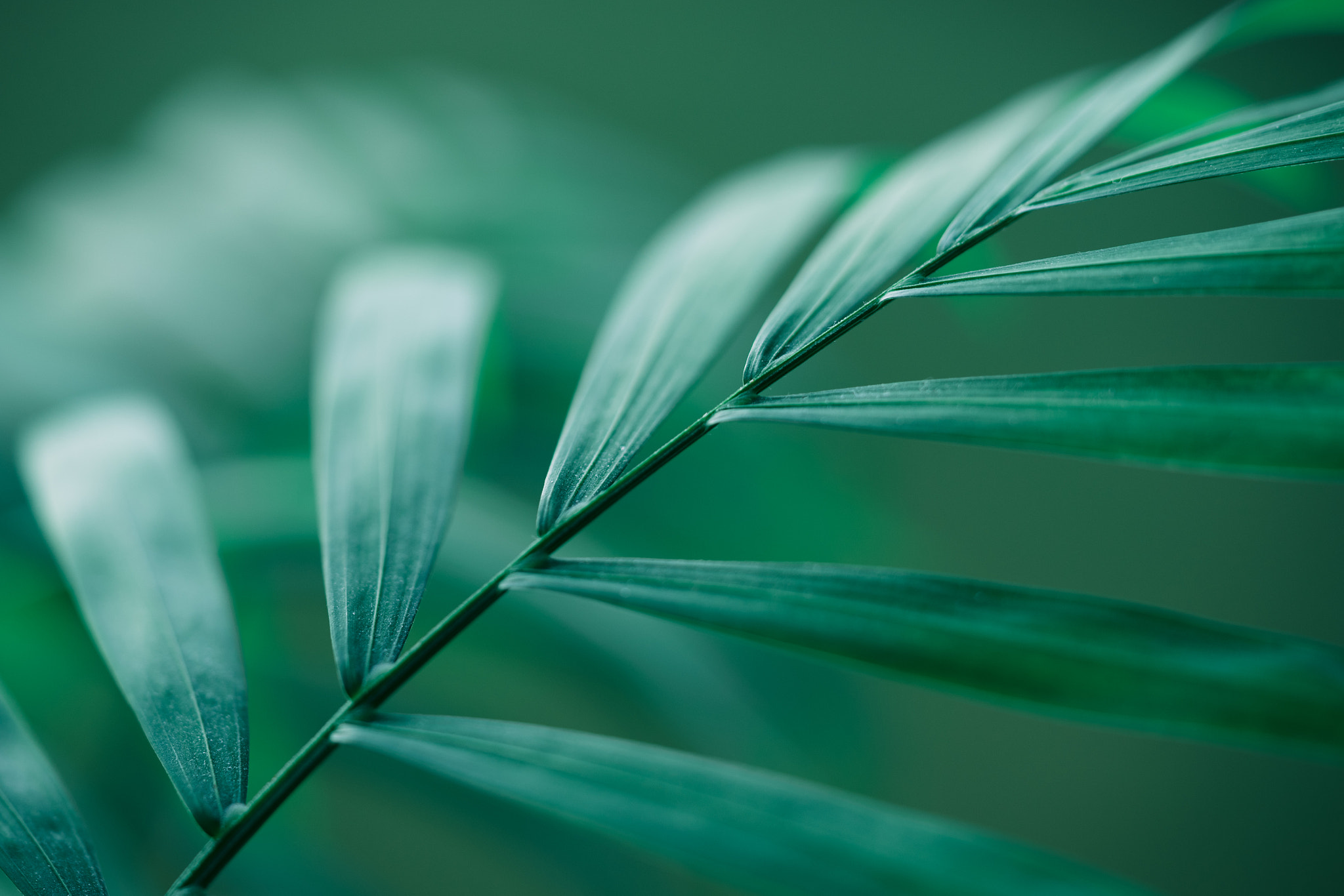 Sony a7 + Sony FE 90mm F2.8 Macro G OSS sample photo. Zimmerpflanze photography