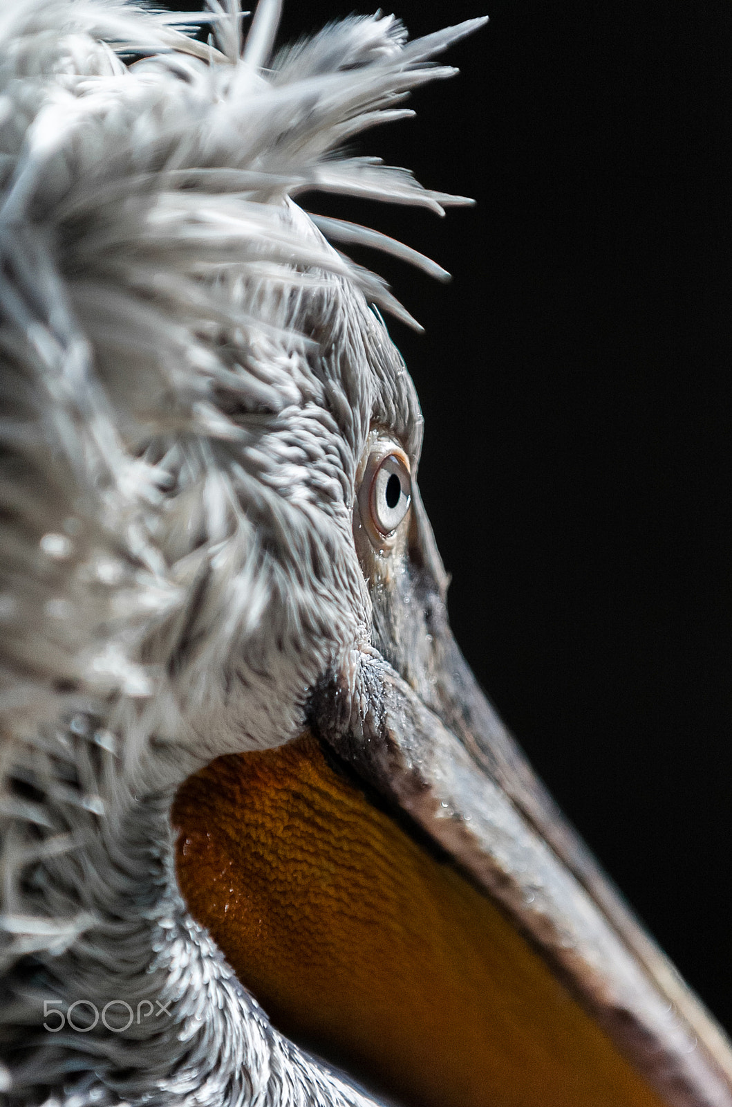 Nikon D2H + Nikon AF-S Nikkor 70-200mm F2.8G ED VR sample photo. Looking at me, pelican? photography