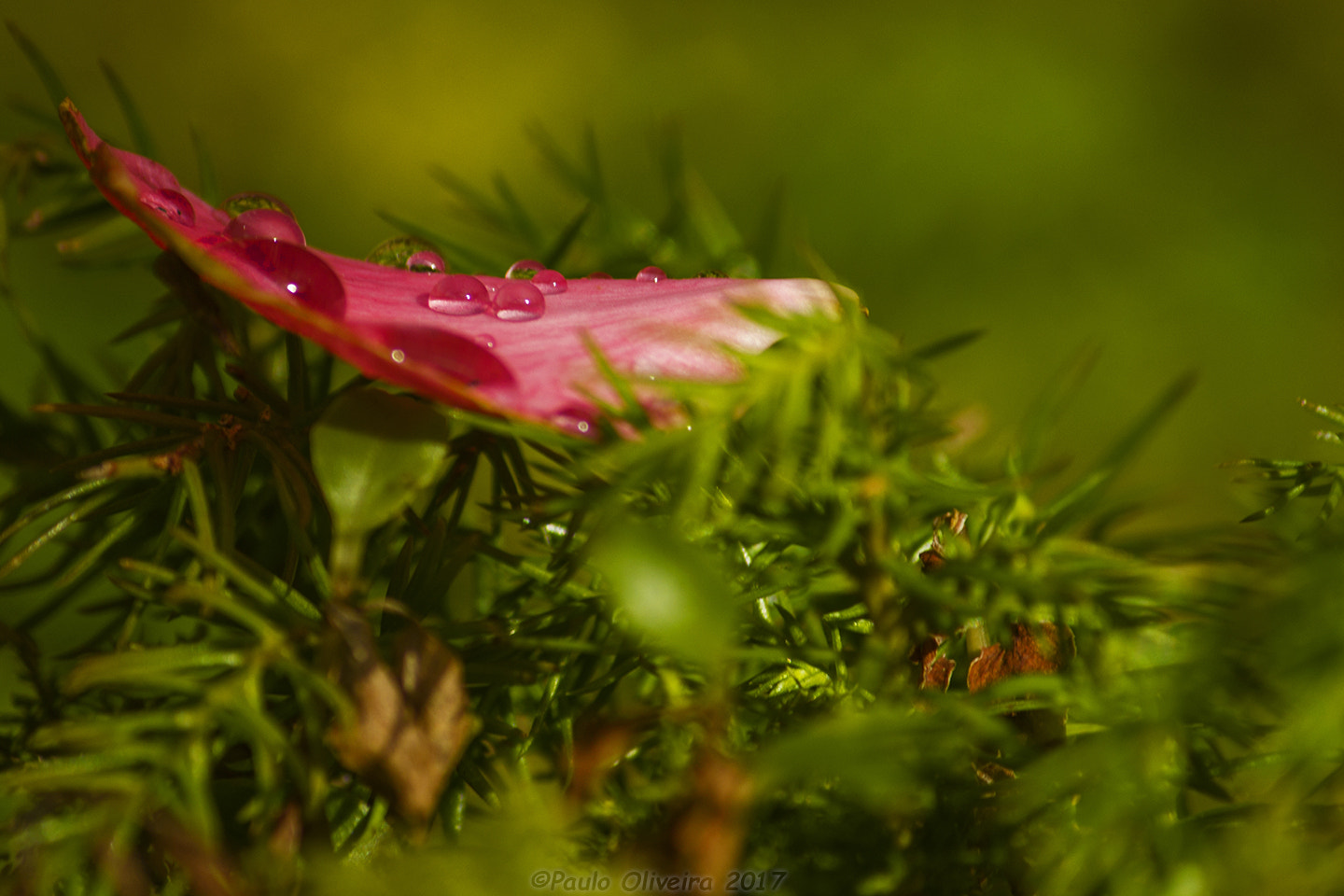 Canon EF-S 55-250mm F4-5.6 IS sample photo. Petal photography