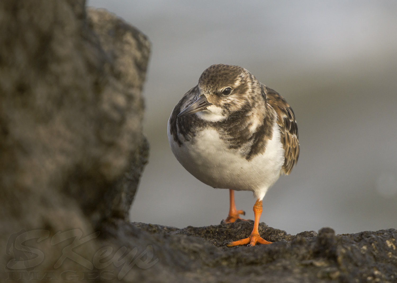 Sigma 500mm F4.5 EX DG HSM sample photo. Ruddy in right angle (ruddy turnstone) photography