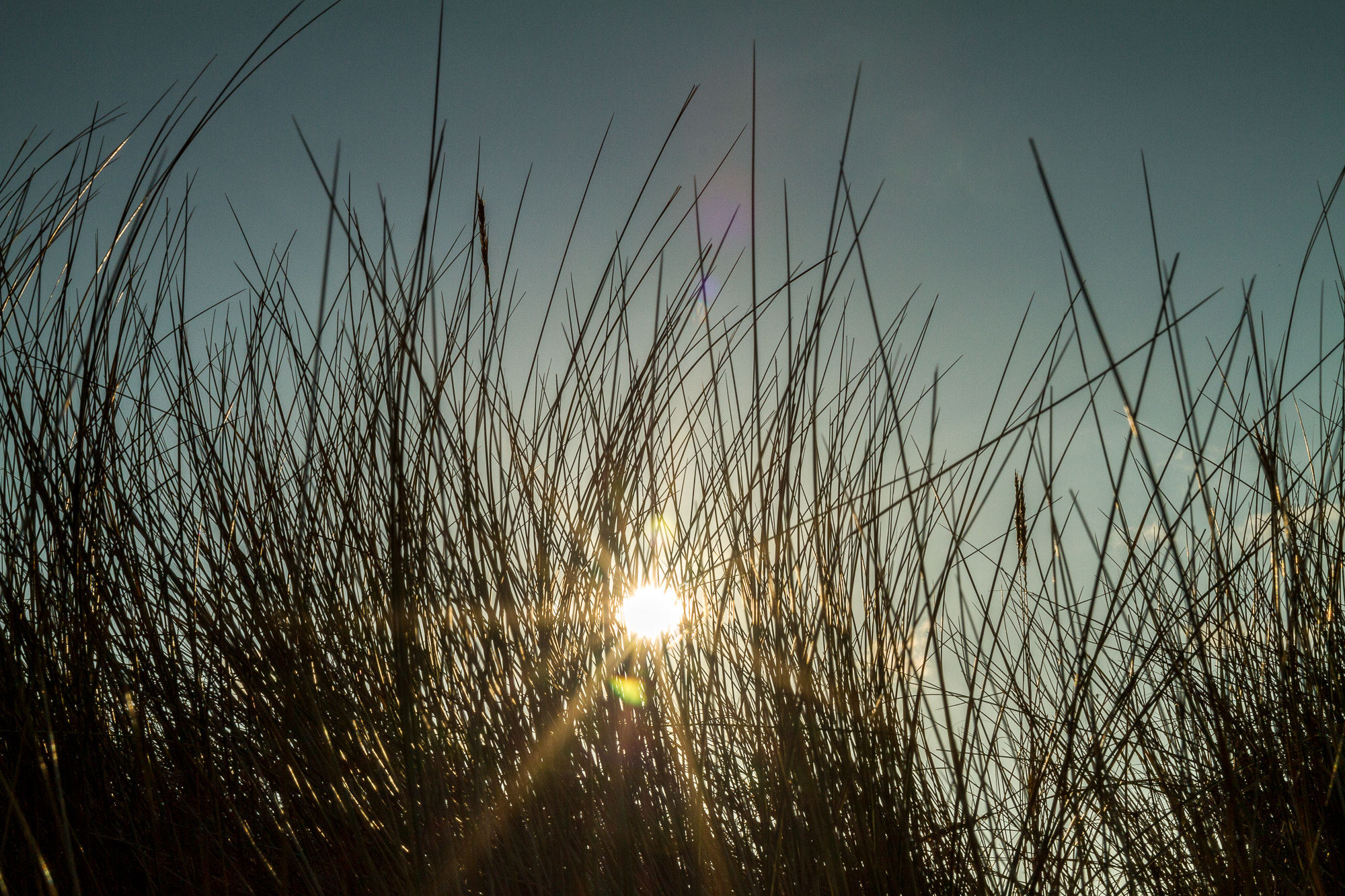 Canon EOS 7D + Sigma 18-50mm f/2.8 Macro sample photo. Happy daze photography