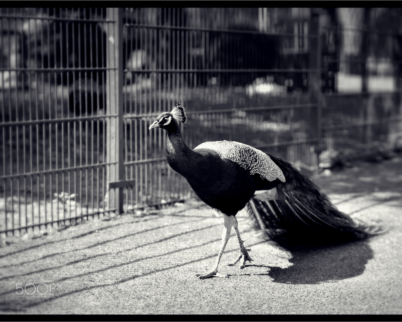 105mm F2.8 sample photo. The walker photography