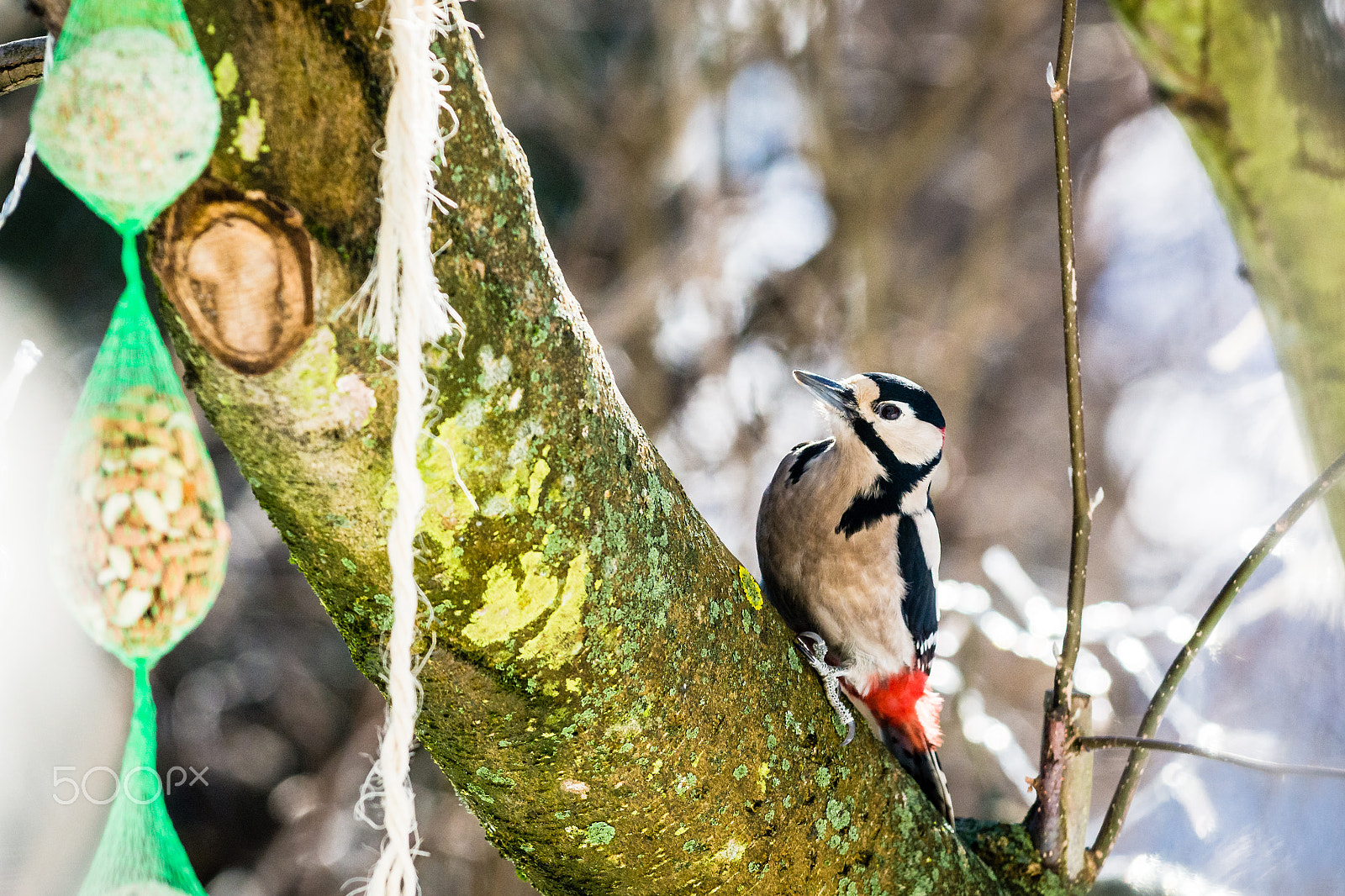 Nikon AF-S Nikkor 70-200mm F4G ED VR sample photo. A great spotted woodpecker is looking for his nuts photography