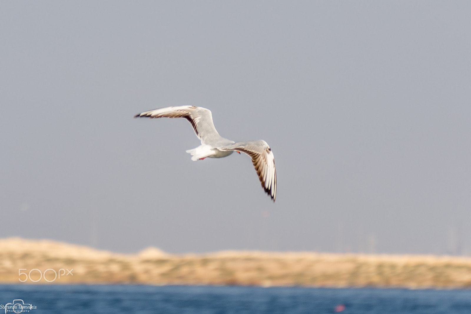 Sony a7R + Sony E 55-210mm F4.5-6.3 OSS sample photo. Seagull photography