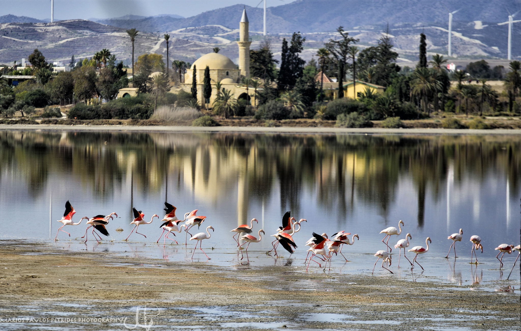 Nikon D800 sample photo. Flamingos in aliki salt lake larnaca photography