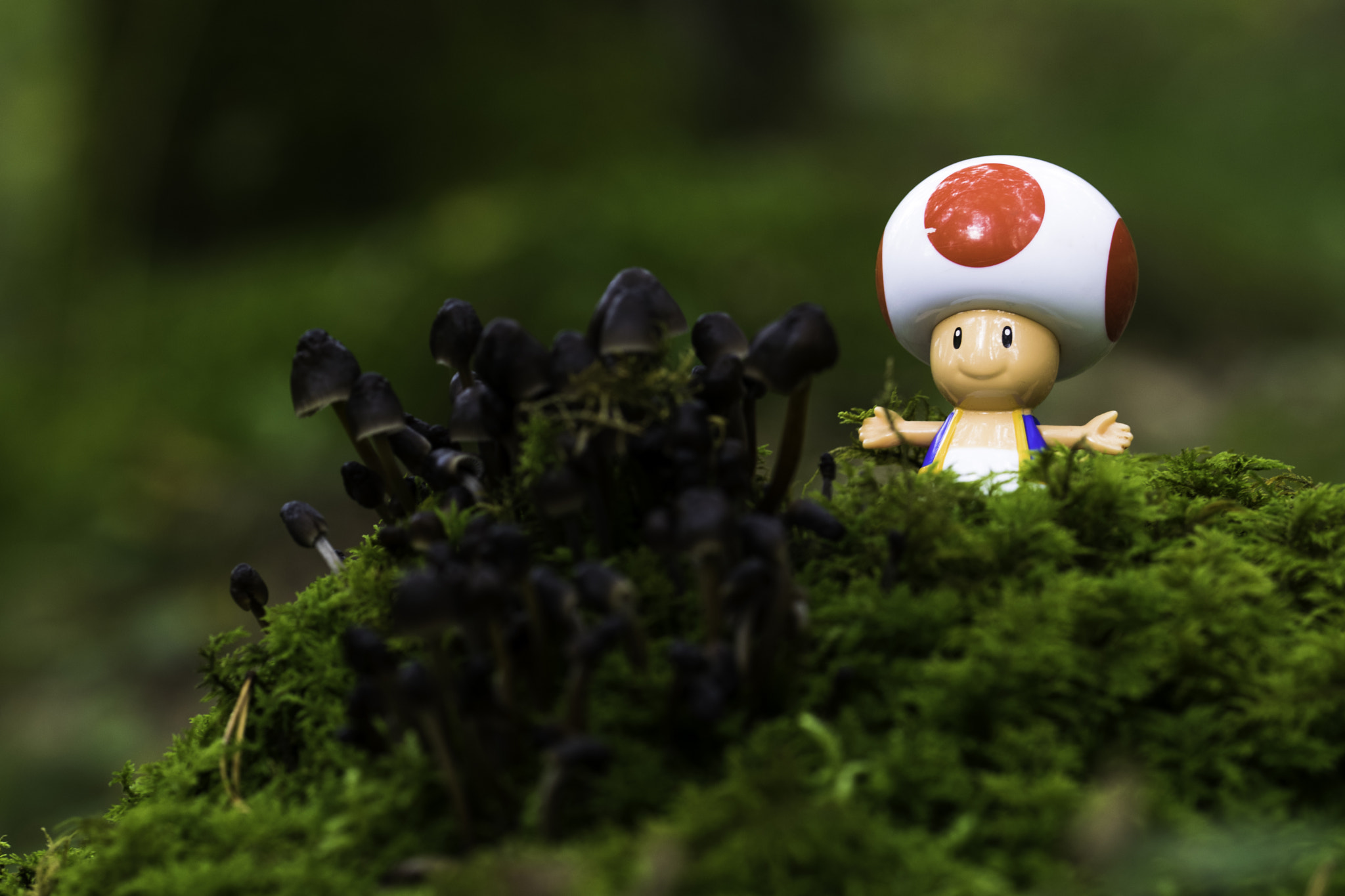 Sigma 105mm F2.8 EX DG OS HSM sample photo. Champignons toad  photography