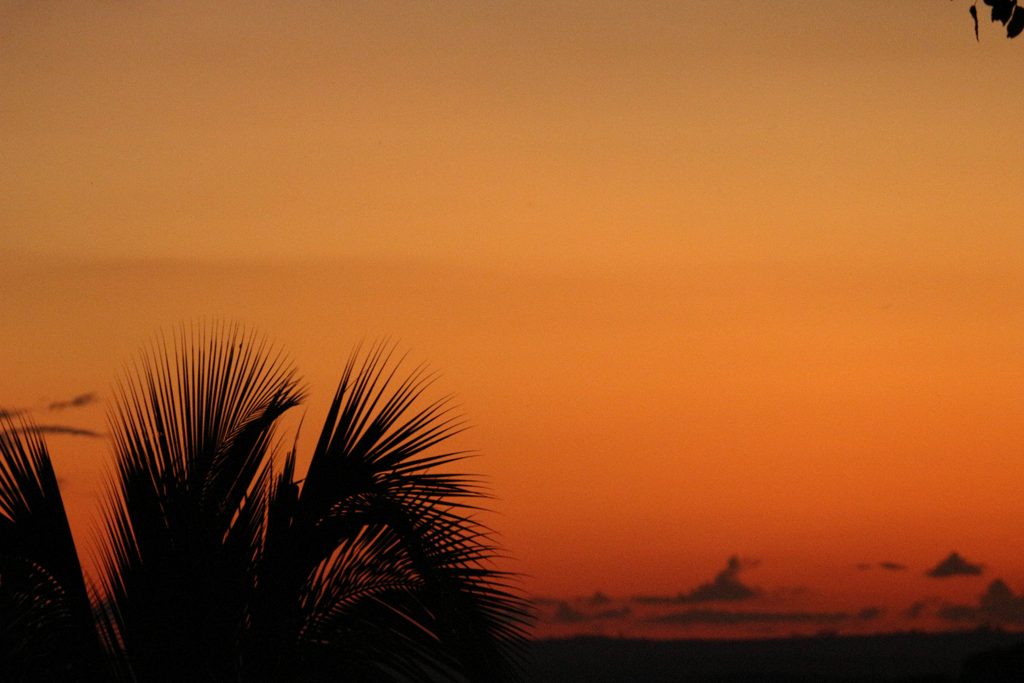 Canon EF-S 55-250mm F4-5.6 IS II sample photo. Gold photography