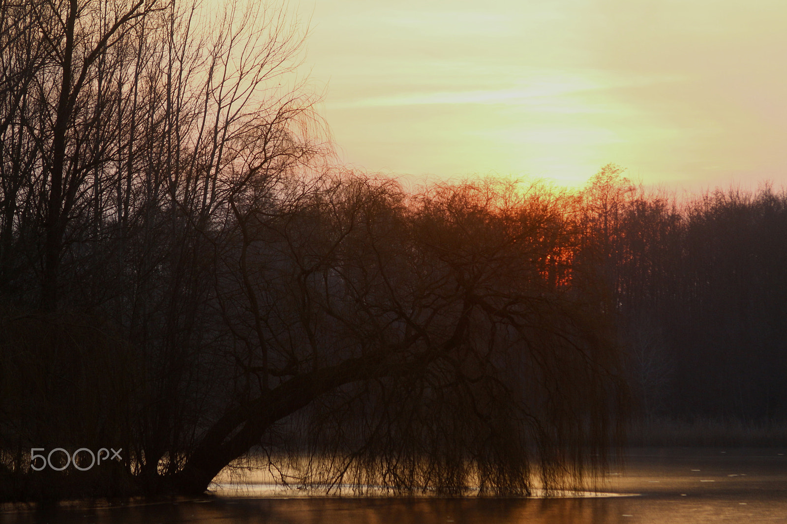 Canon EF 28-135mm F3.5-5.6 IS USM sample photo. Lieblingsbaum photography