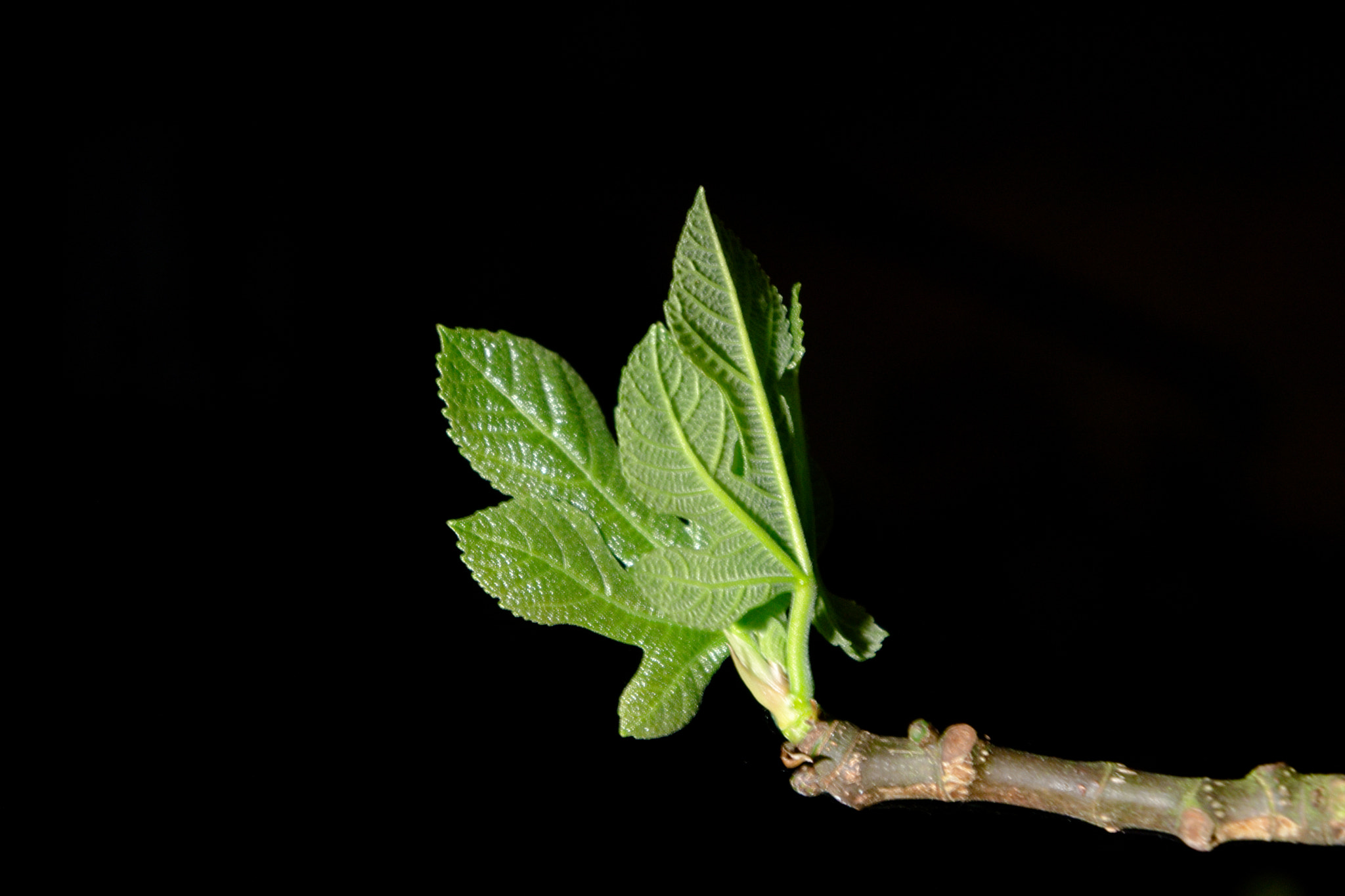 Sony Alpha NEX-7 + Sony E 18-55mm F3.5-5.6 OSS sample photo. First sign of life photography