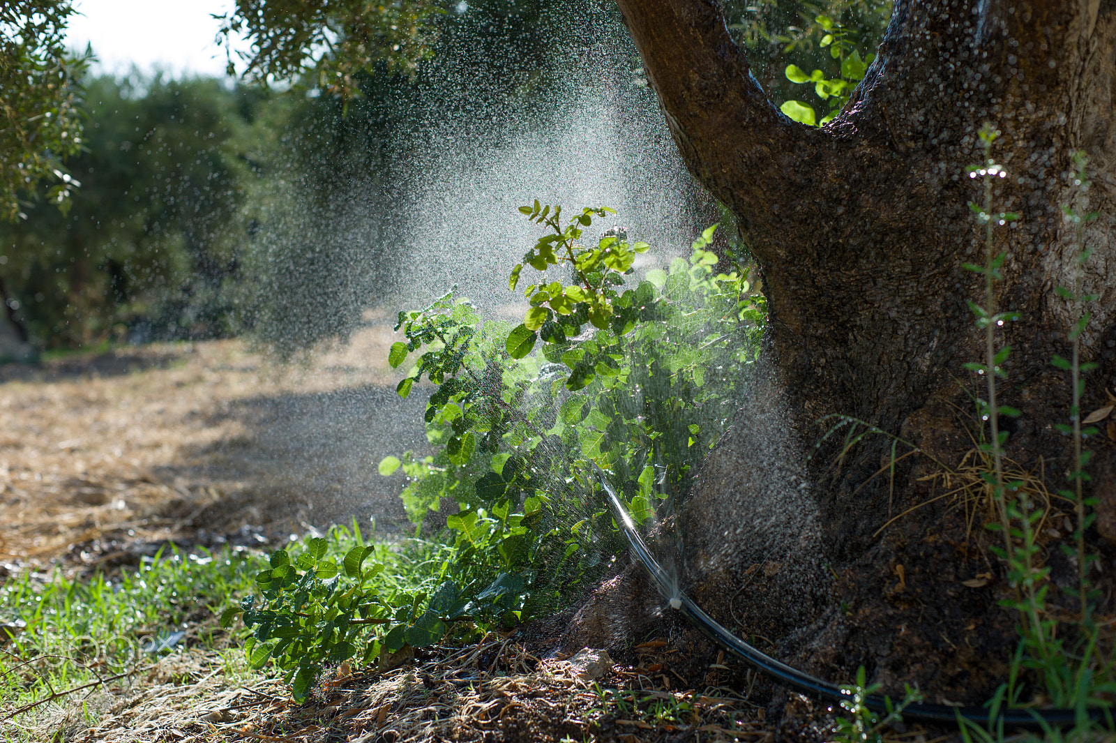 Noctilux-M 50mm f/1 sample photo. Olive tree photography