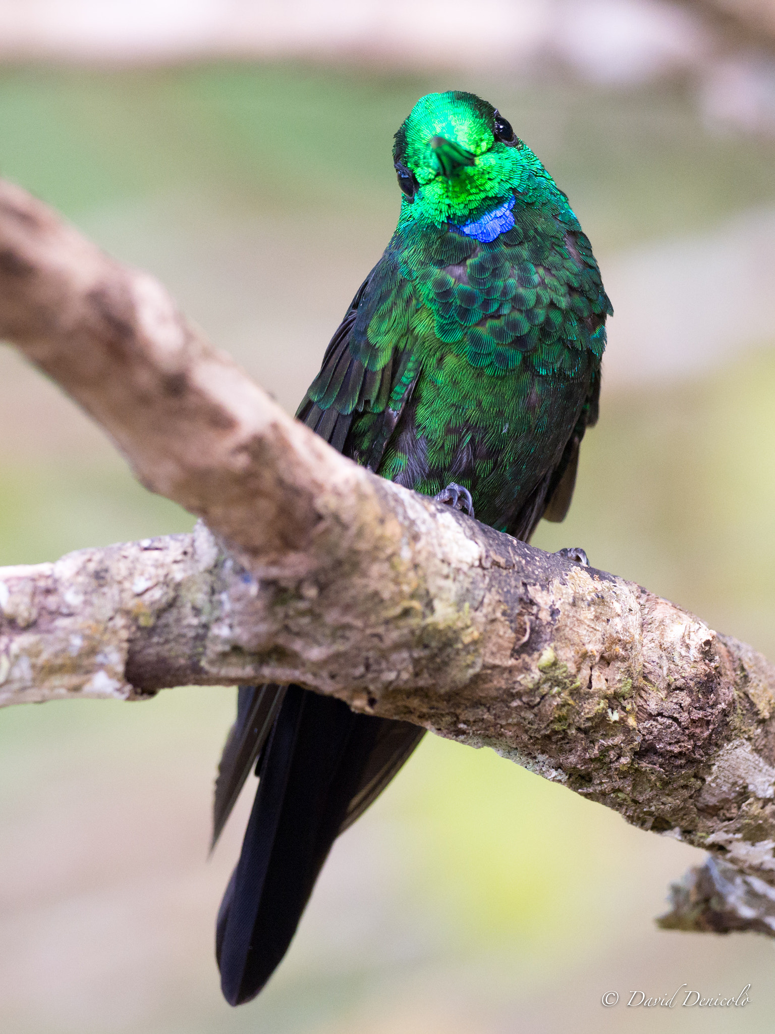 Olympus OM-D E-M1 Mark II + OLYMPUS M.300mm F4.0 sample photo. Hummingbird photography