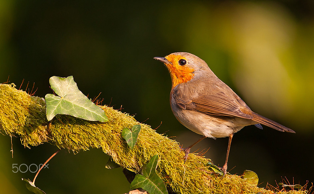 Canon EF 500mm F4L IS USM sample photo. Rouge gorge photography