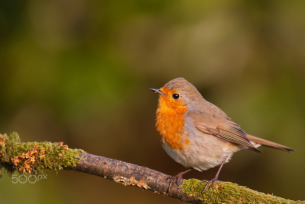 Canon EF 500mm F4L IS USM sample photo. Rouge gorge photography
